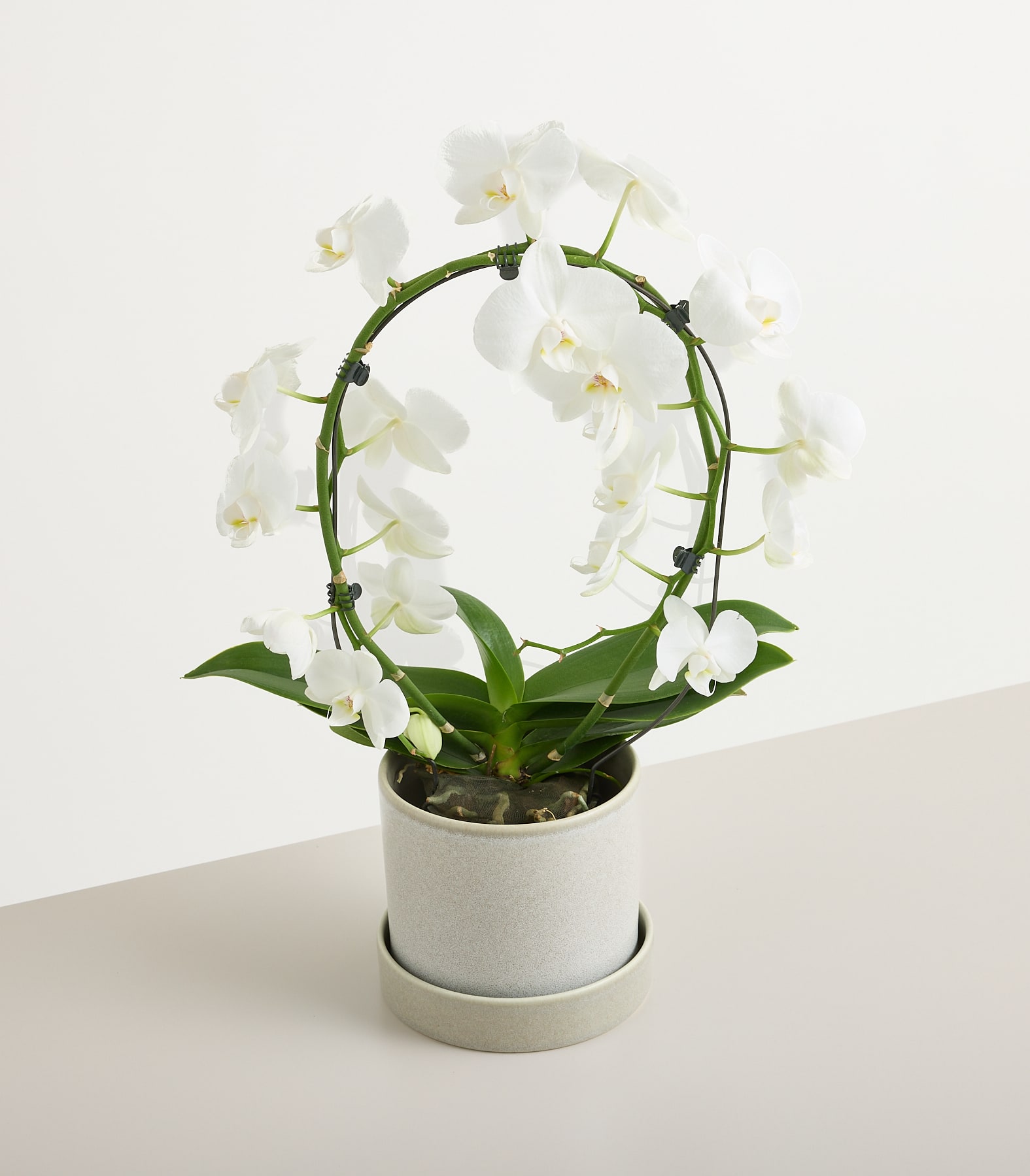 Eine wunderschöne weiße Orchidee mit üppig grünen Blättern wird vor einem hellblauen Hintergrund in den Händen einer Person gehalten. (Beschreibungstext KI-generiert)