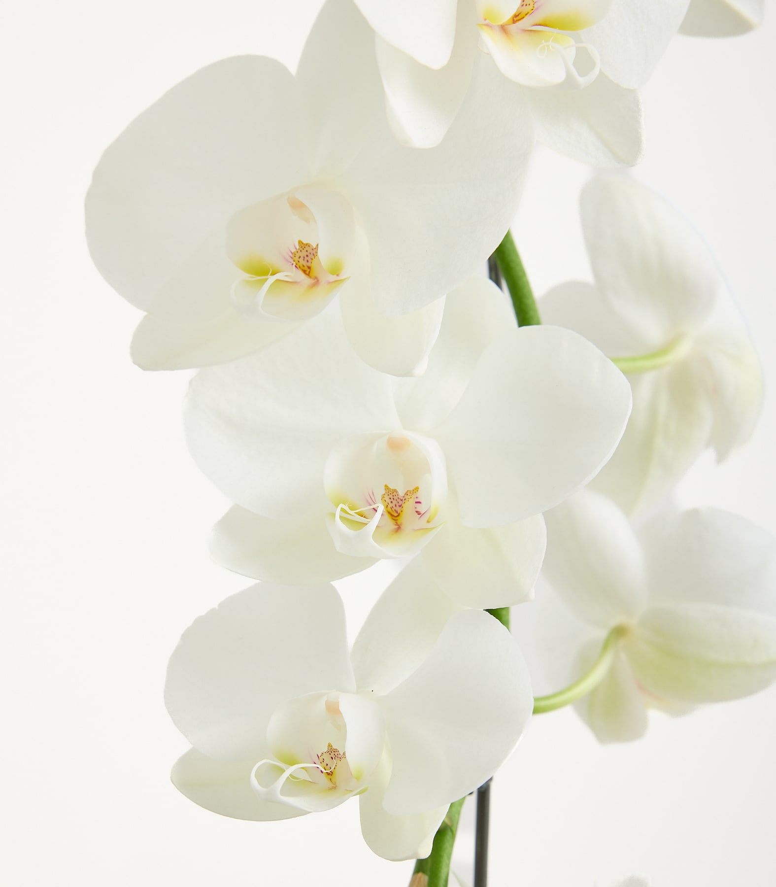 Eine wunderschöne weiße Orchidee mit zarten Blüten steht in einem Glasgefäß vor einem hellblaugrünen Hintergrund. (Beschreibungstext KI-generiert)