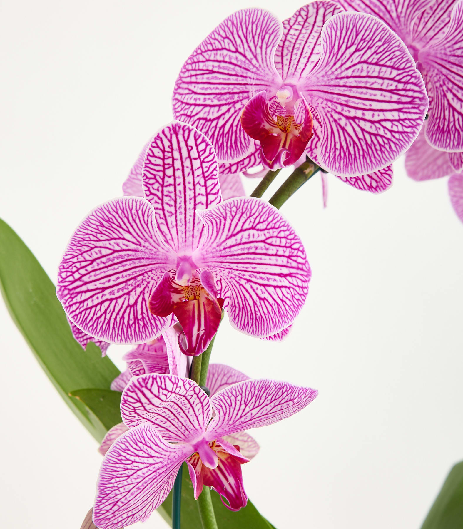 Ein Cluster aus leuchtend rosa und weiß gestreiften Orchideen mit grünen Blättern hebt sich von einem schlichten weißen Hintergrund ab. (Beschreibungstext KI-generiert)