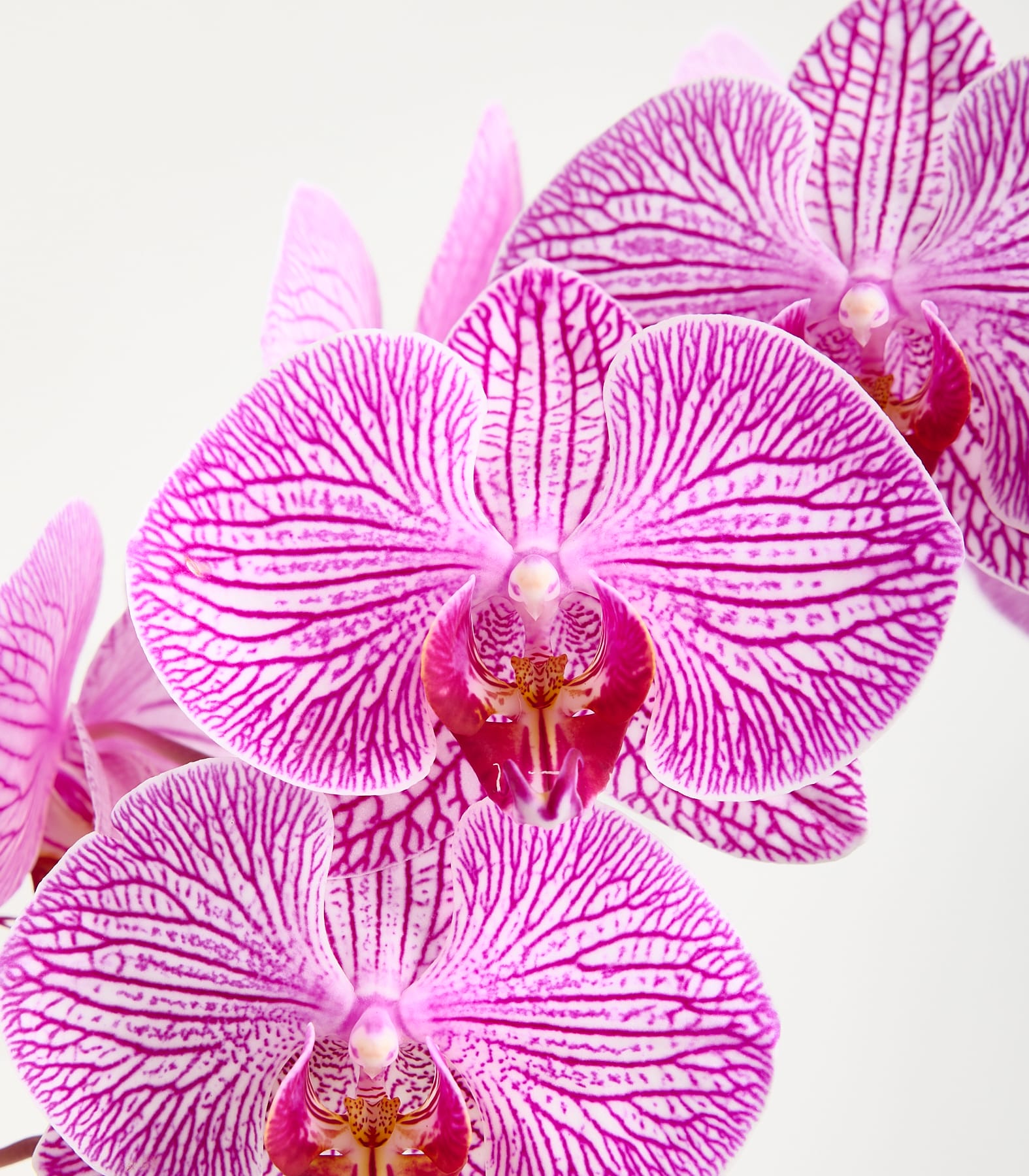 Im Vordergrund blühen mehrere leuchtend rosa-weiß gestreifte Orchideen vor einem sanften, hellen Hintergrund. (Beschreibungstext KI-generiert)