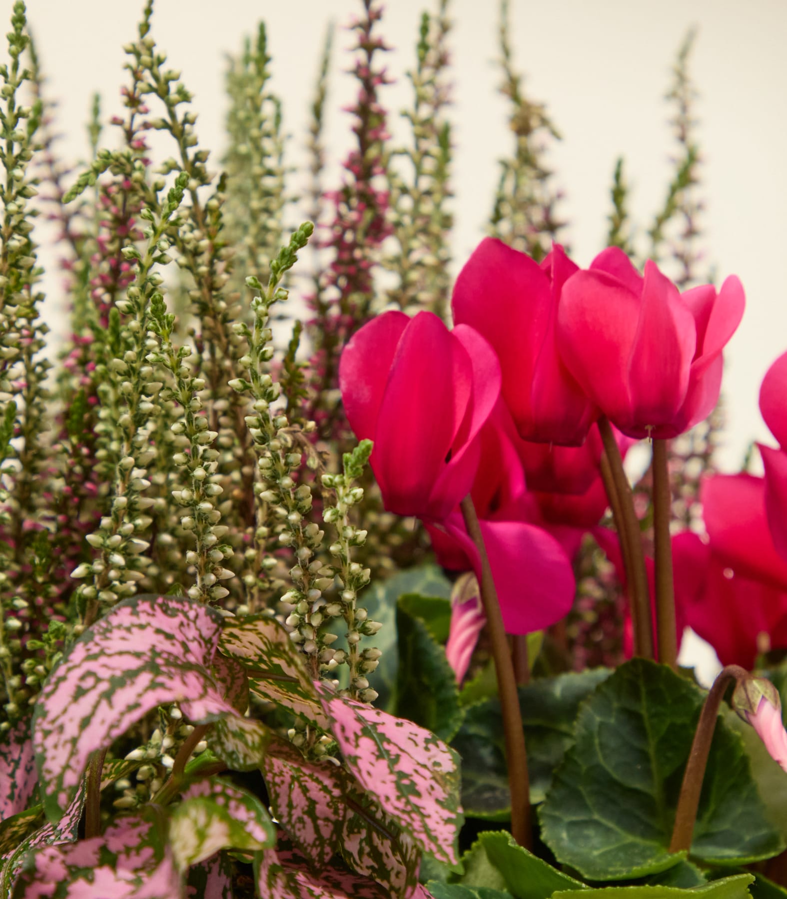 Eine Hand hält einen geflochtenen Korb, gefüllt mit verschiedenen leuchtend pinken und violetten Blumen und Grünzeug, vor einem schlichten weißen Hintergrund. (Beschreibungstext KI-generiert)