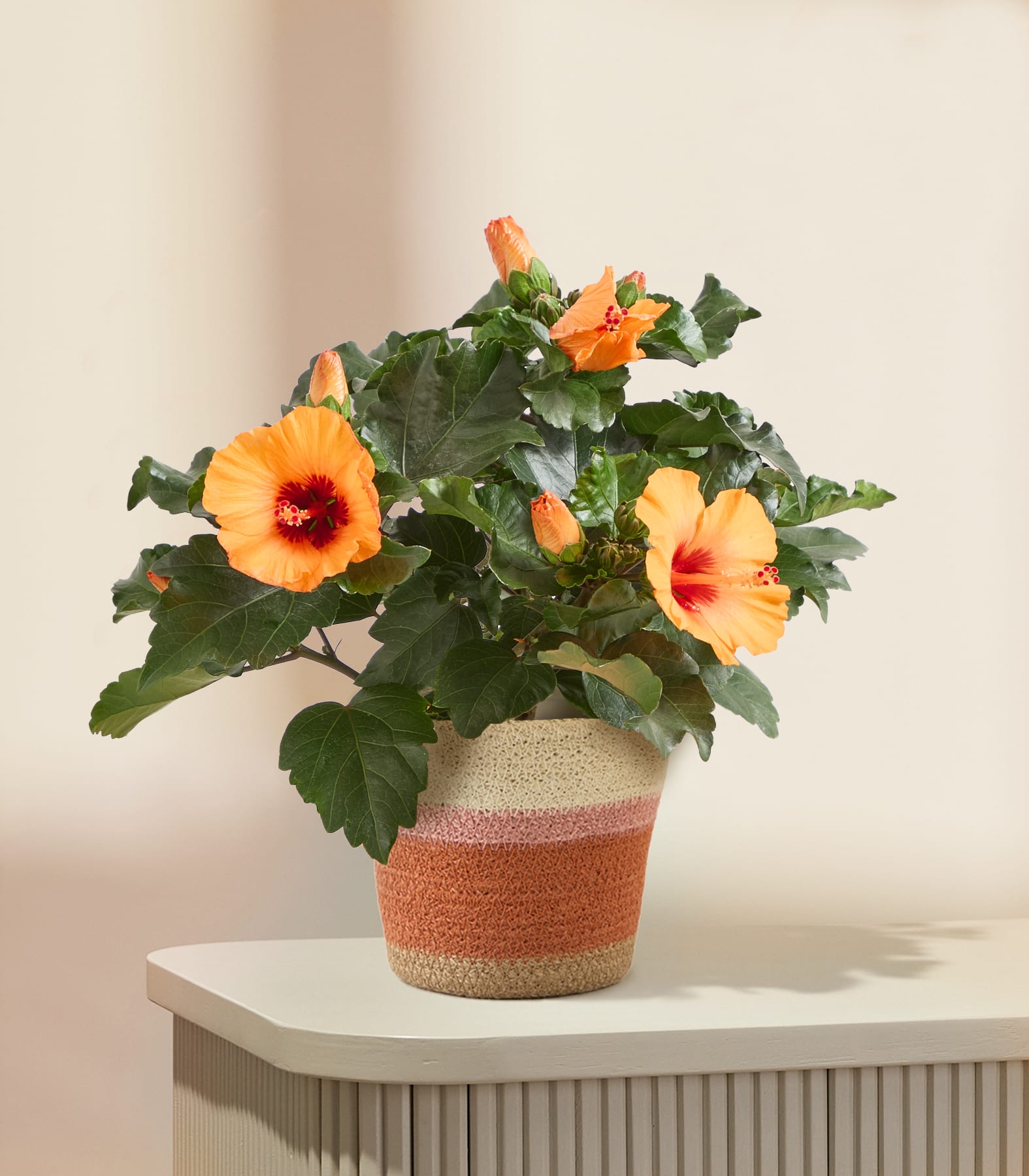 In einem dekorativen Keramiktopf steht ein leuchtender Strauß rosa Rosen, in den eine Hand hineingreift, um die zarten Blütenblätter vor einem schlichten weißen Hintergrund zu berühren. (Beschreibungstext KI-generiert)