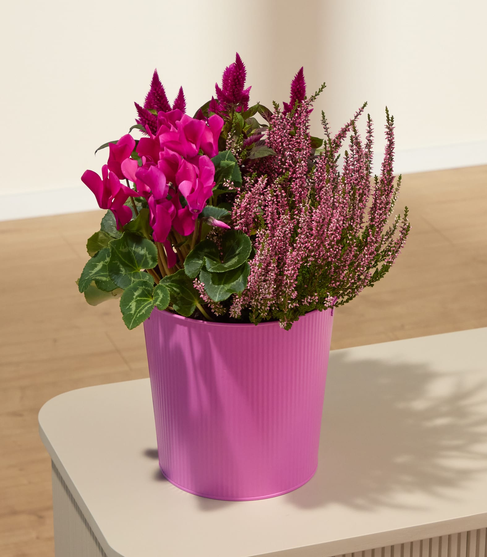 Ein leuchtend pinkfarbener Topf, überquellend mit hellrosa Alpenveilchen und zartem lila Heidekraut, vor einem sanft beleuchteten, neutralen Hintergrund. (Beschreibungstext KI-generiert)