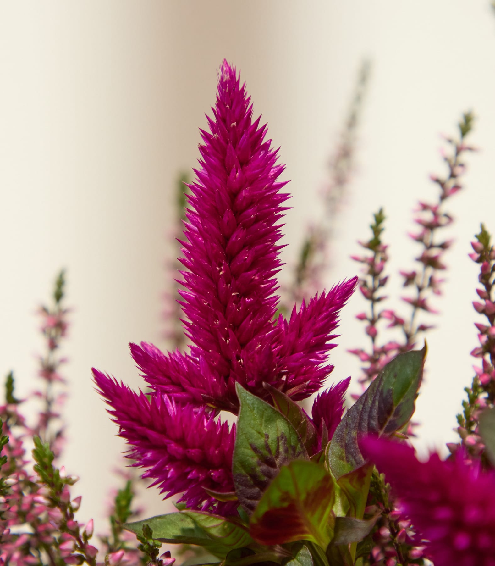 Eine leuchtend magentafarbene Celosia-Blüte ragt im Vordergrund empor, umgeben von zartrosa Heidekraut im sanft verschwommenen Hintergrund. (Beschreibungstext KI-generiert)