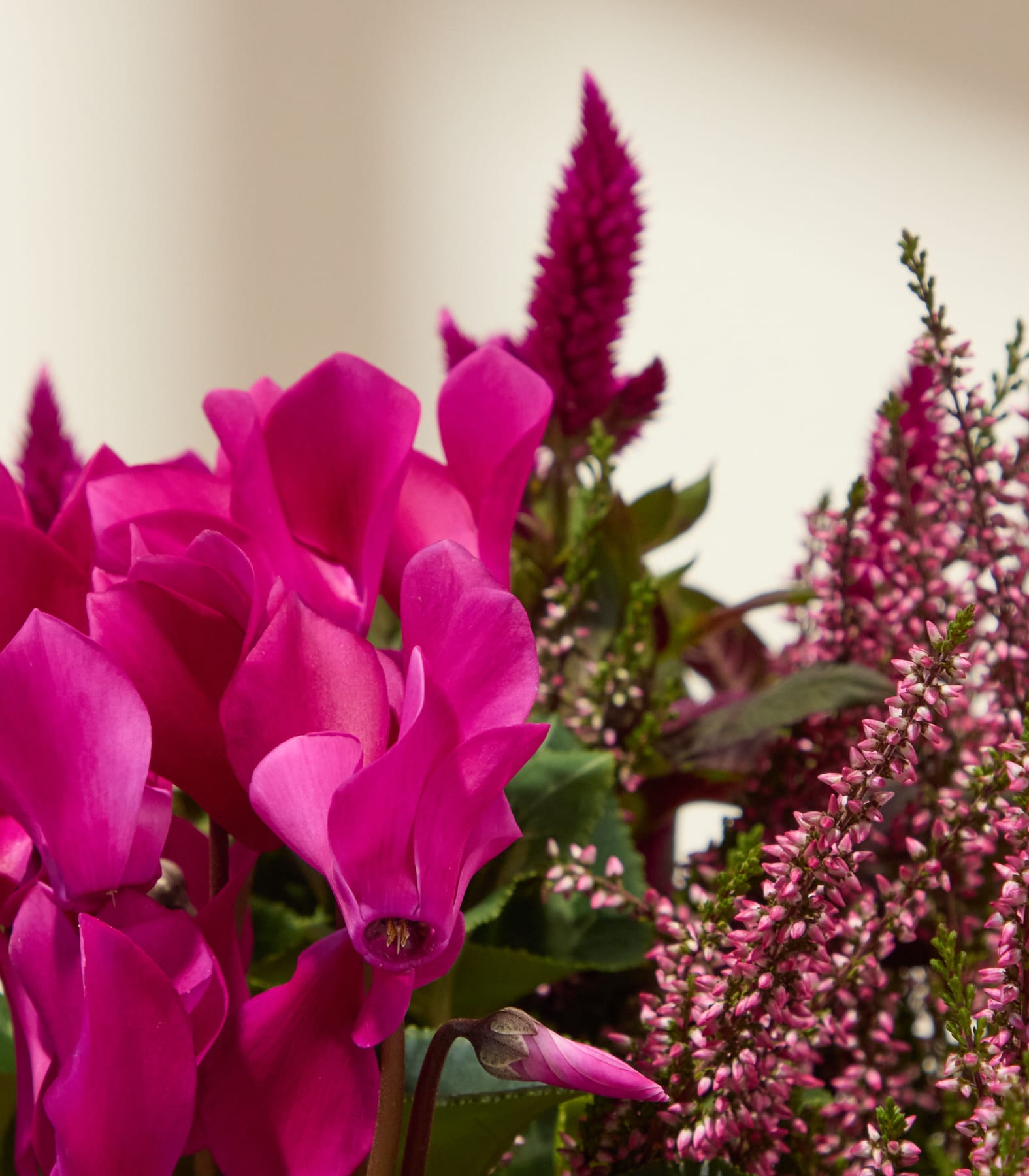 Im Vordergrund leuchten leuchtend pinkfarbene Alpenveilchen, im verschwommenen Hintergrund zartrosa Heidekraut und tiefviolette Celosien. (Beschreibungstext KI-generiert)