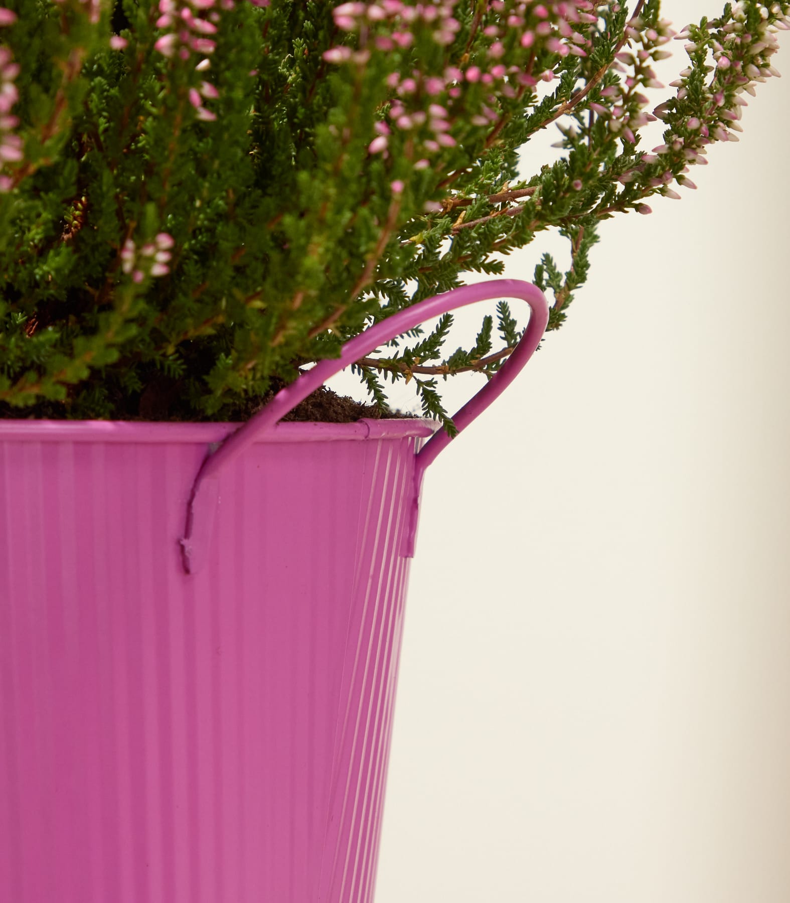 Ein leuchtend pinkfarbener Eimer, aus dem eine grüne Pflanze überquillt, steht vor einem schlichten, hellen Hintergrund. (Beschreibungstext KI-generiert)