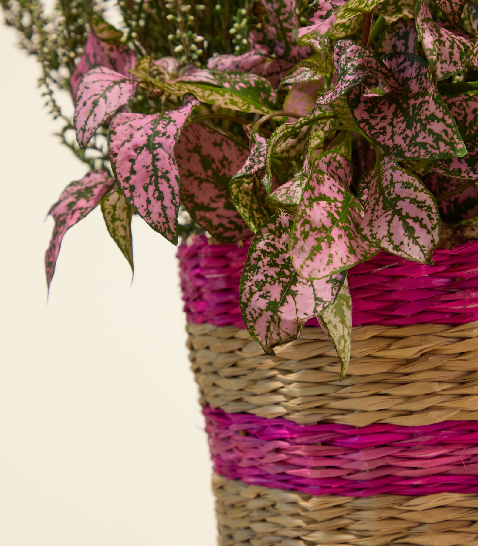Im Vordergrund eines geflochtenen Korbes mit rosa und hellbraunen Streifen, der sich vor einem schlichten weißen Hintergrund abhebt, füllen rosa und grüne gepunktete Blätter. (Beschreibungstext KI-generiert)