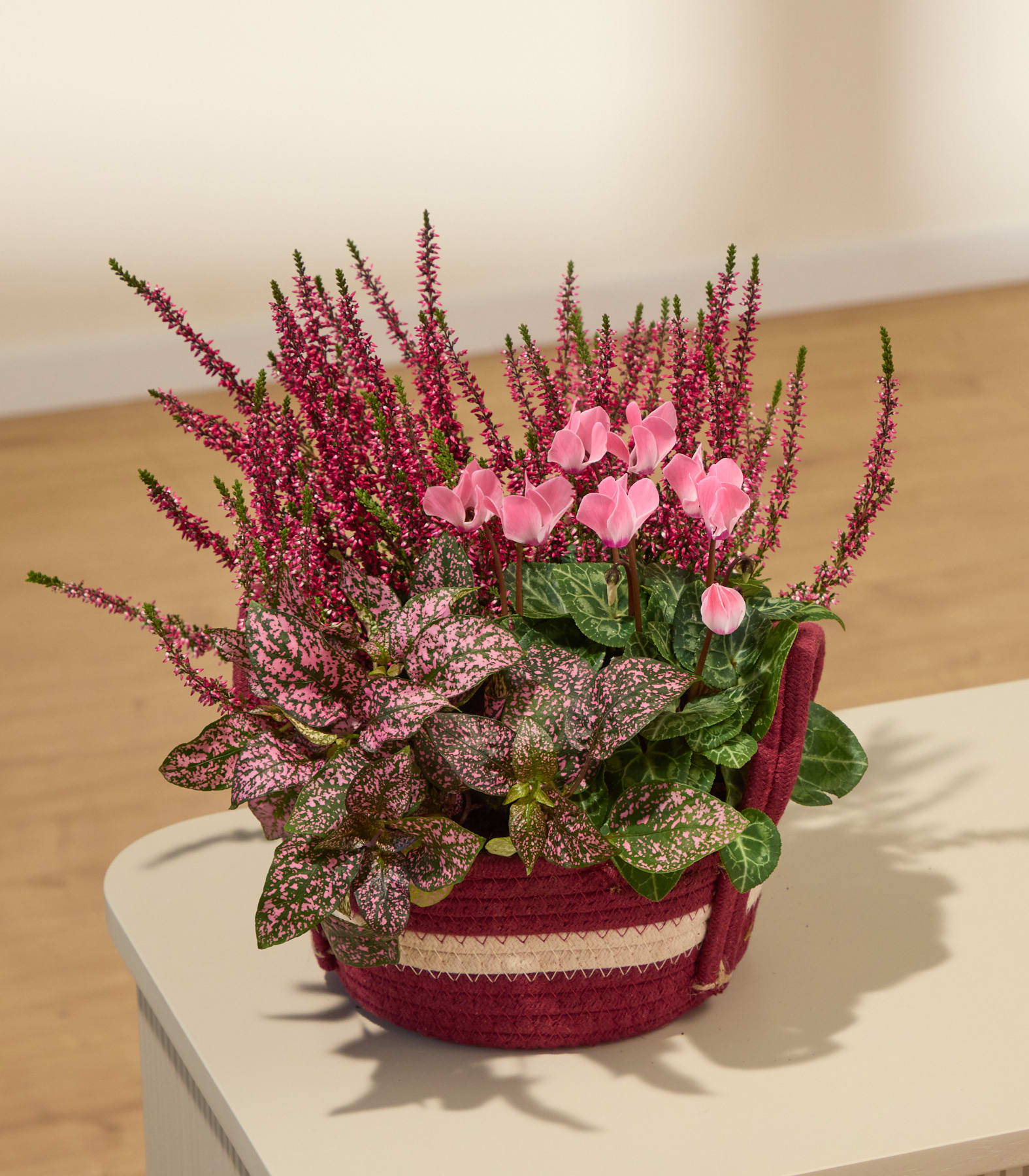 Ein farbenfrohes Topfarrangement aus rosa Heidekraut und Alpenveilchen mit gesprenkeltem Laub steht auf einer hellen Oberfläche vor einem sanft beleuchteten, neutralen Hintergrund. (Beschreibungstext KI-generiert)