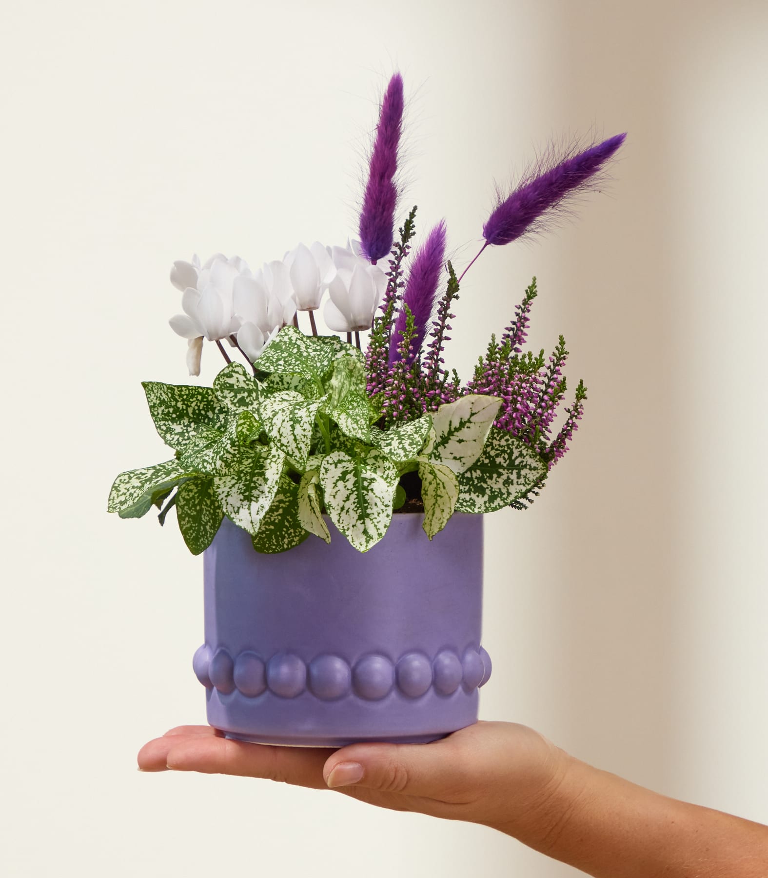 Eine Hand hält einen violetten Keramiktopf, gefüllt mit weißen Alpenveilchen, panaschiertem Laub und violetter Heide, vor einem sanften, cremefarbenen Hintergrund. (Beschreibungstext KI-generiert)