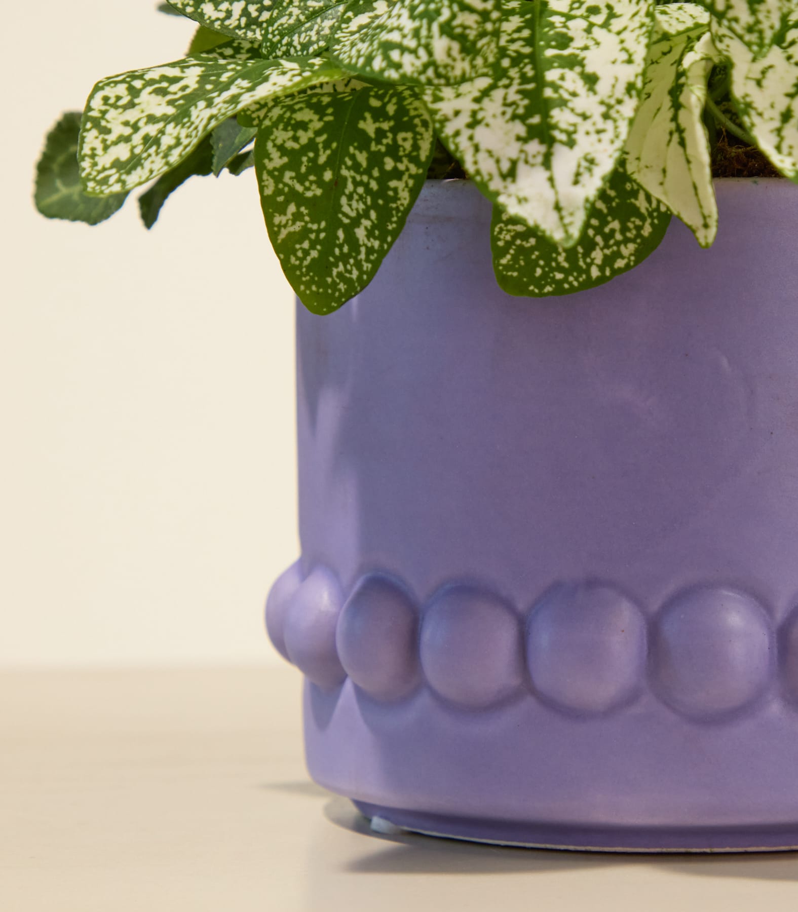 Eine gesprenkelte grün-weiße Pflanze steht in einem violetten Keramiktopf mit perlenbesetztem Rand vor einem schlichten weißen Hintergrund. (Beschreibungstext KI-generiert)