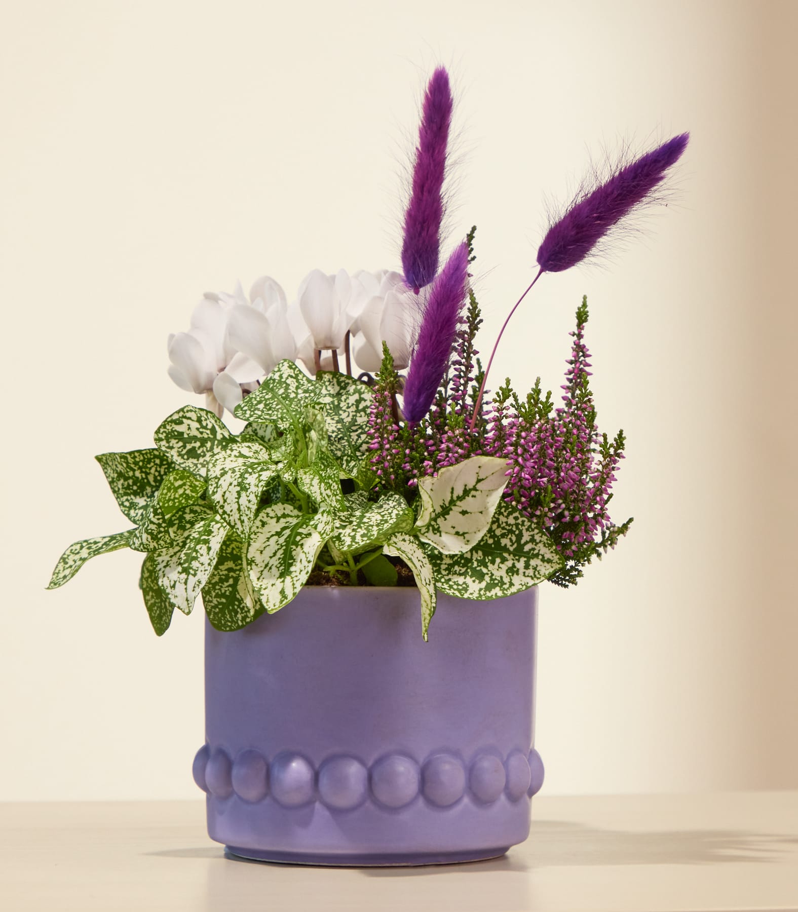 Ein violetter Pflanzkübel, gefüllt mit weißen Alpenveilchen, gesprenkeltem Laub und violetten Hasenschwänzen, steht auf einer hellen Oberfläche vor einem sanften, neutralen Hintergrund. (Beschreibungstext KI-generiert)