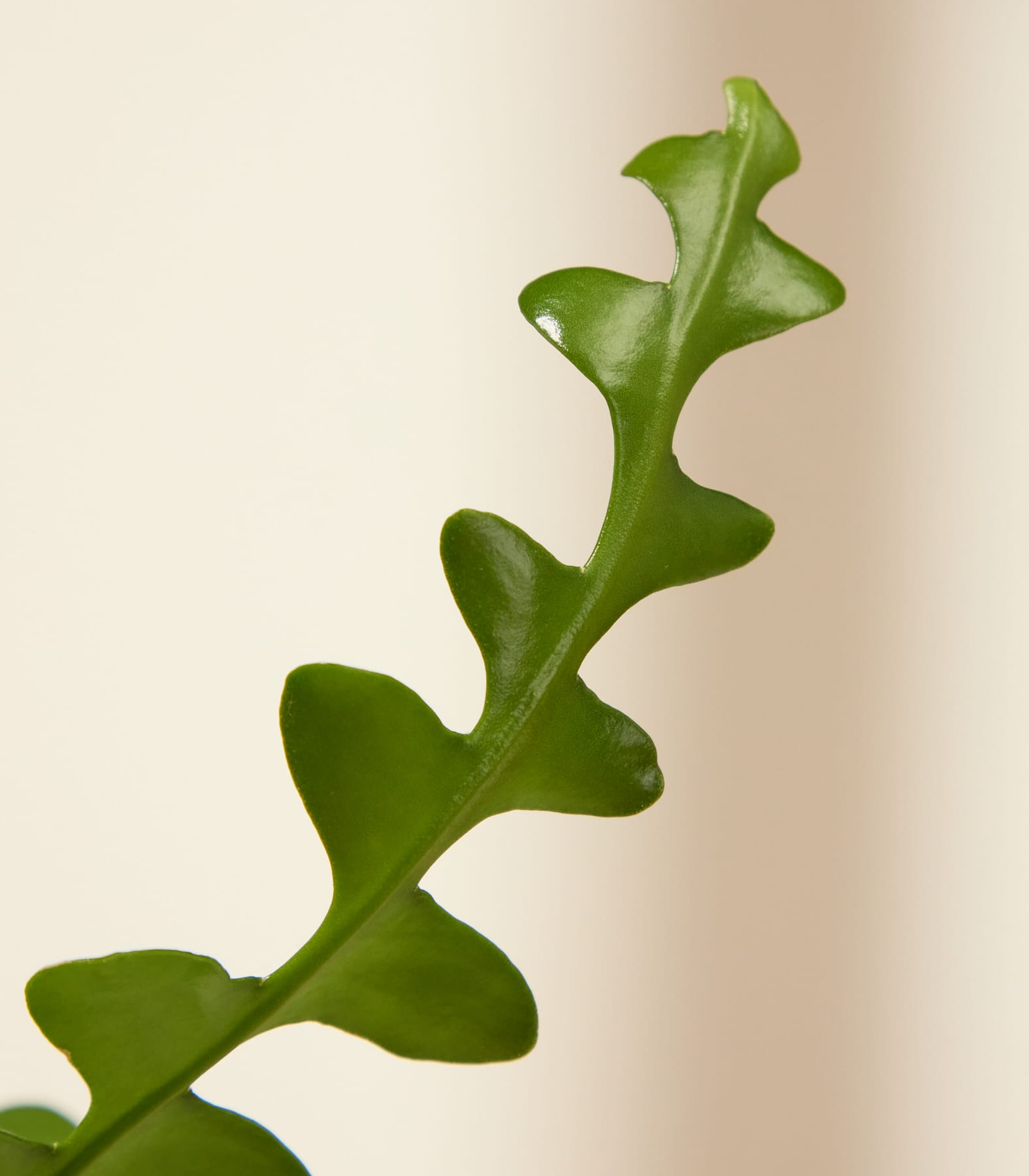 Eine hellrosa Keramikvase mit grünen Henkeln steht auf einer hellen Oberfläche vor einem sanften, cremeweißen Hintergrund. (Beschreibungstext KI-generiert)