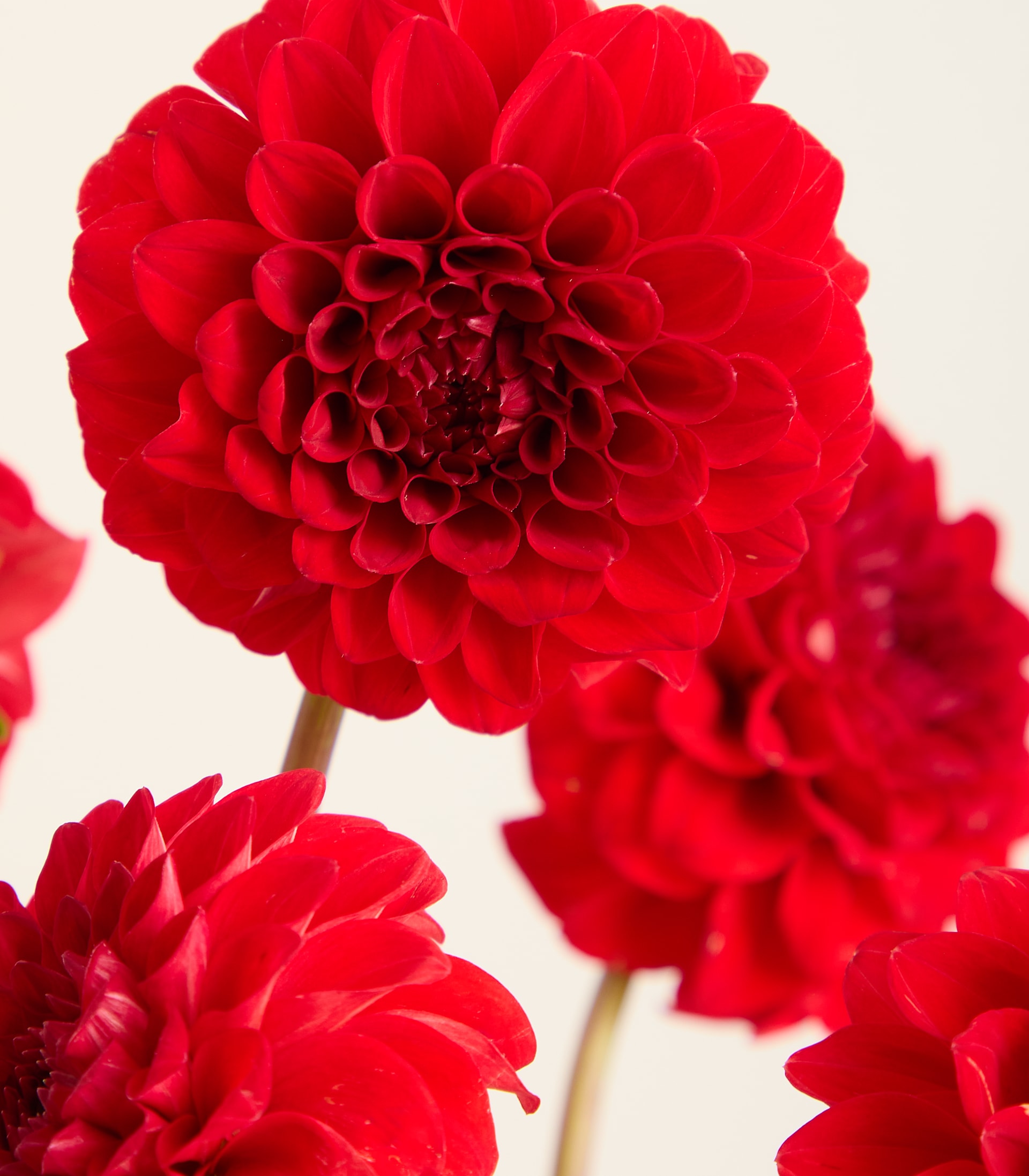 Mehrere leuchtend rote Dahlien füllen den Vordergrund vor einem weichen, hellen Hintergrund. (Beschreibungstext KI-generiert)