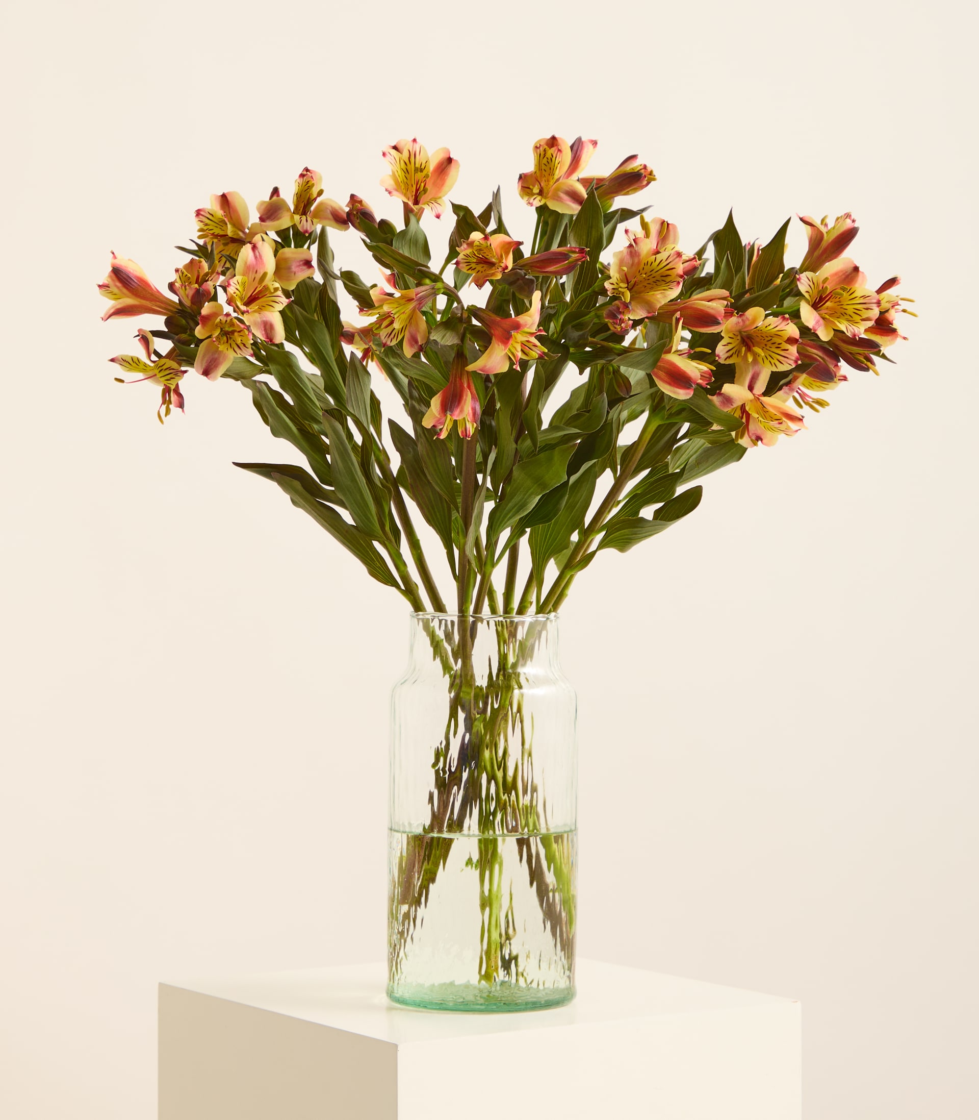 Ein Strauß aus pfirsichfarbenen und gelben Alstroemerienblüten mit dunkelgrünen Blättern ist in einer durchsichtigen, mit Wasser gefüllten Glasvase arrangiert, alles vor einem schlichten, hellen Hintergrund. (Beschreibungstext KI-generiert)