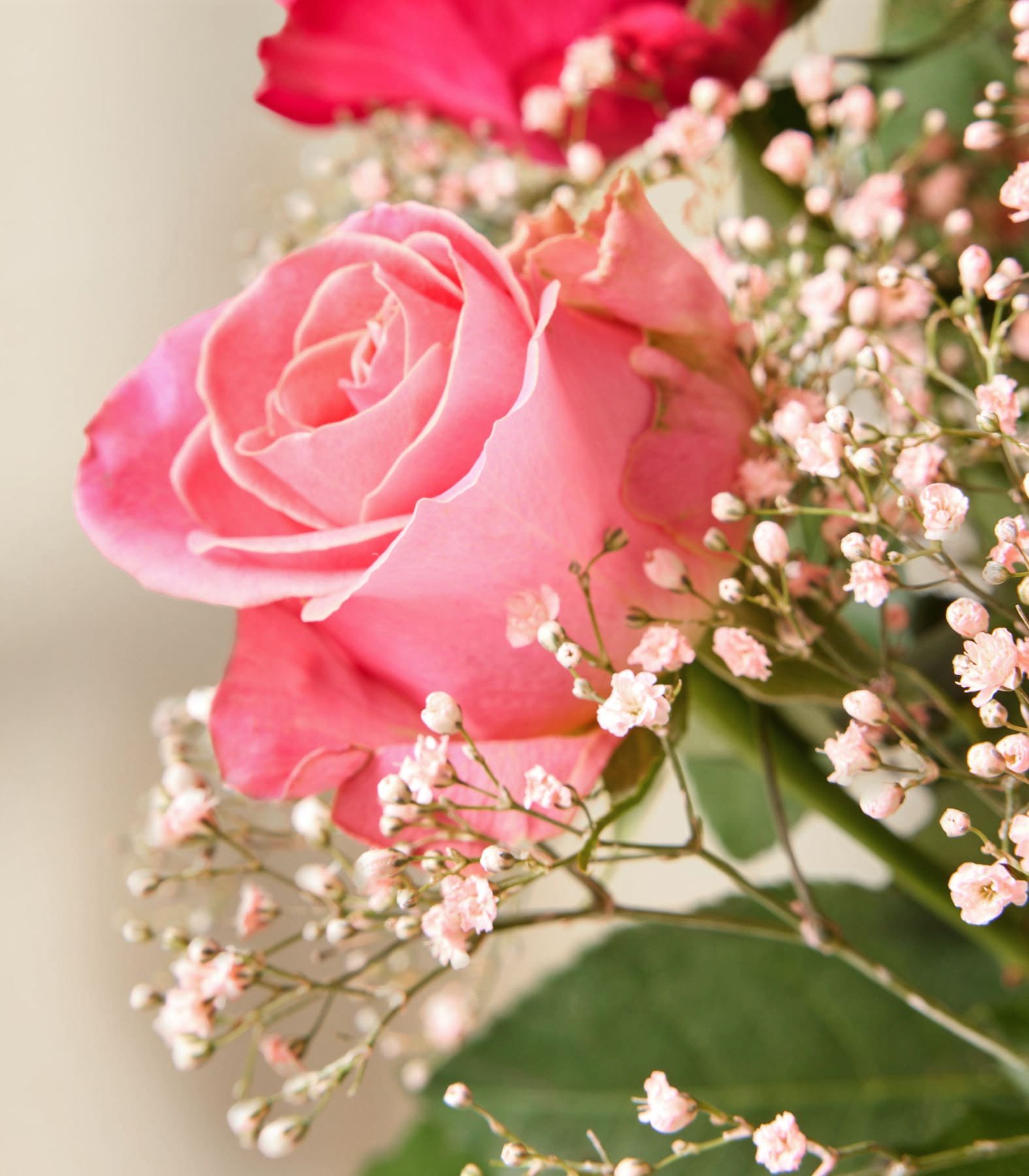 Ein leuchtender Strauß roter und rosa Rosen, umgeben von zartem Schleierkraut, wird von einer Person in einem grauen Pullover vor einem schlichten weißen Hintergrund gehalten. (Beschreibungstext KI-generiert)