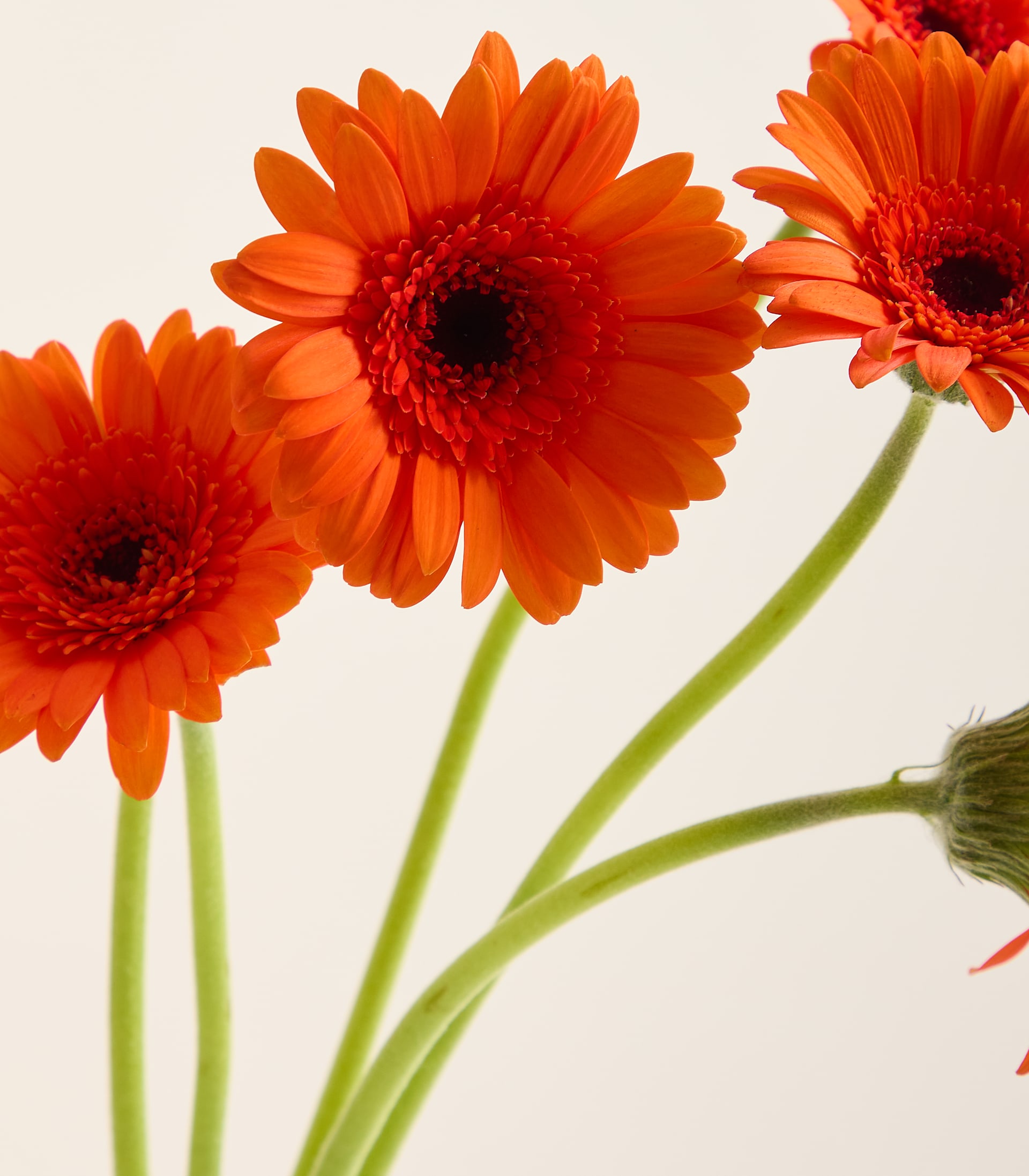 Drei leuchtend orangefarbene Gerbera-Gänseblümchen mit dunklen Zentren sind auf dünnen grünen Stielen vor einem sanften, hellen Hintergrund angeordnet. (Beschreibungstext KI-generiert)
