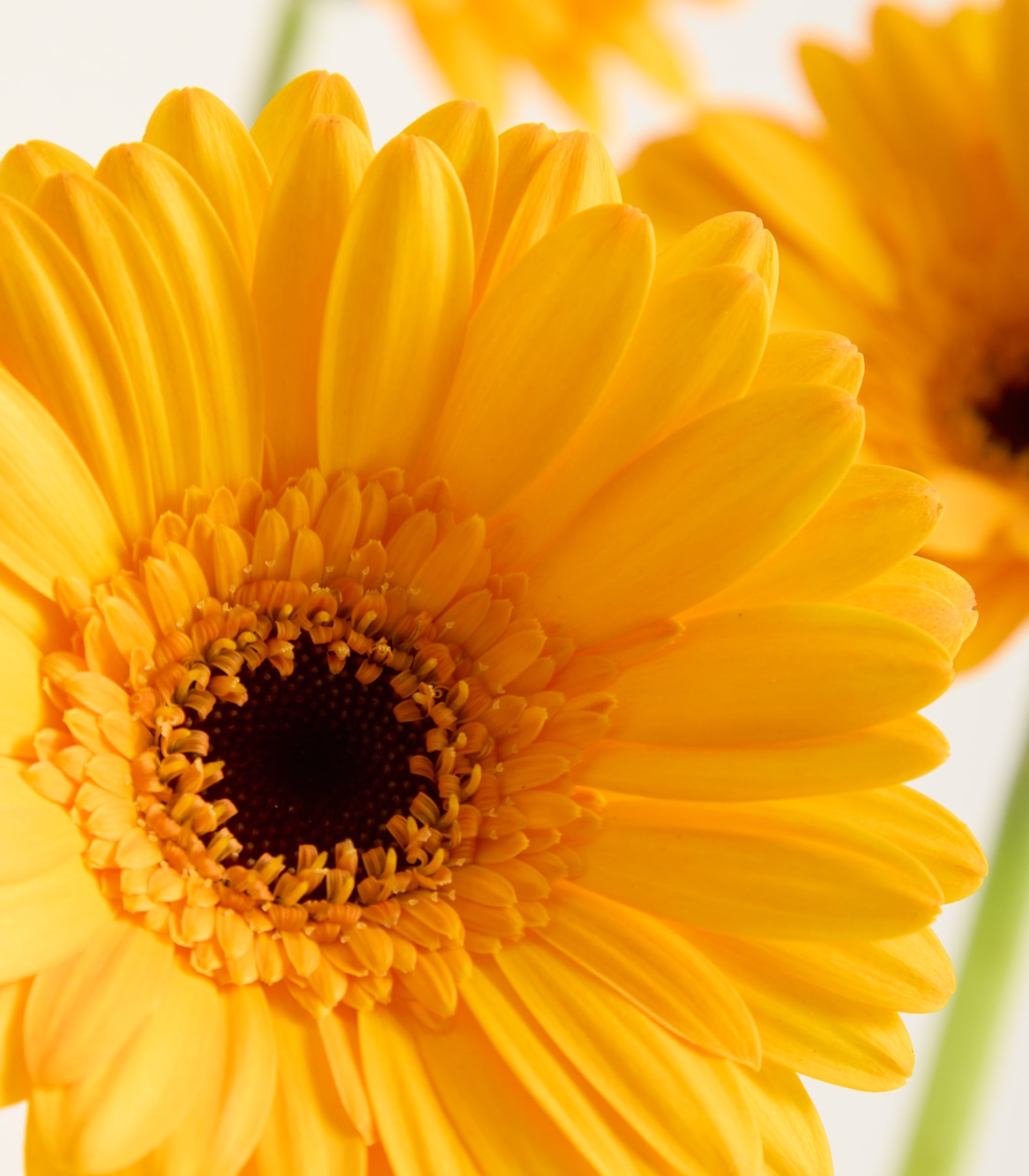 Eine leuchtend gelbe Gerbera mit dunklem Zentrum ist im Vordergrund scharf abgebildet, während andere, verschwommene gelbe Gänseblümchen in einen weichen, weißen Hintergrund übergehen. (Beschreibungstext KI-generiert)