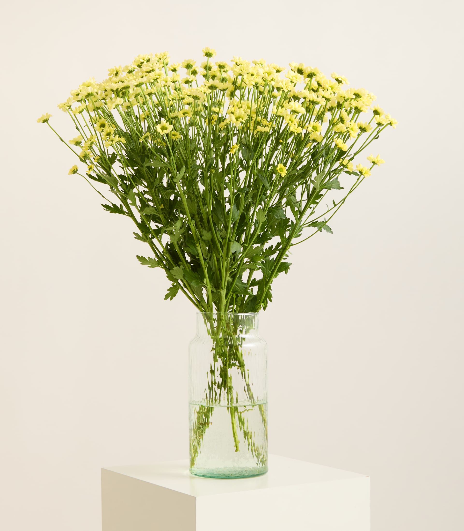 Ein großer Strauß gelber Chrysanthemen in einer Glasvase steht auf einem weißen Sockel vor einem schlichten, hellen Hintergrund. (Beschreibungstext KI-generiert)