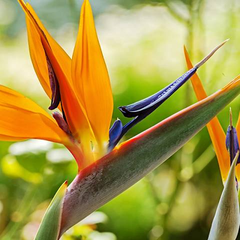 Leuchtend orange und blaue Paradiesvogelblumen heben sich von einem verschwommenen grünen Laubhintergrund ab und schaffen eine eindrucksvolle und visuell fesselnde Szene.