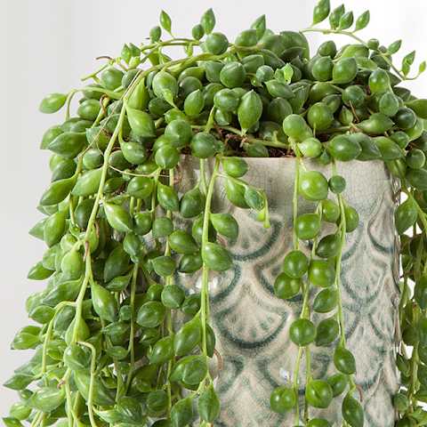 Eine üppige, herabhängende Pflanze mit leuchtend grünen Blättern füllt einen dekorativen Keramiktopf vor einem schlichten weißen Hintergrund.