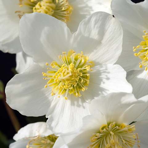 Zarte weiße Blüten mit leuchtend gelber Mitte blühen vor einem weichen, unscharfen Hintergrund.