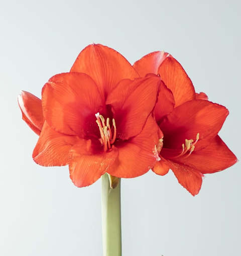 Leuchtend rote Amaryllisblüten mit zarten Blütenblättern und markanten Staubgefäßen heben sich von einem schlichten, hellen Hintergrund ab.