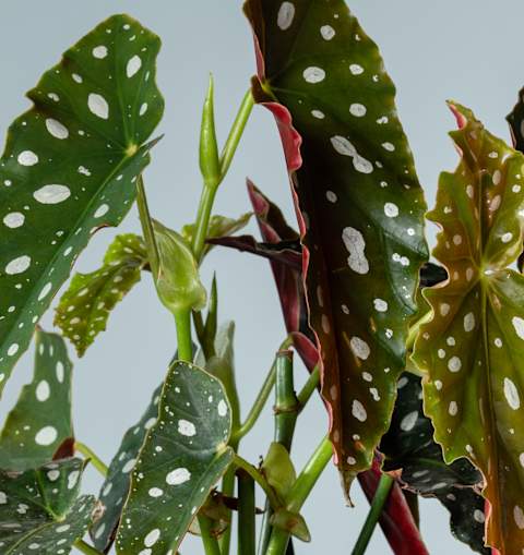 Leuchtend grüne und rote Blätter mit weißen Punkten ergeben vor einem schlichten Hintergrund eine optisch beeindruckende und strukturierte Pflanzenkomposition.