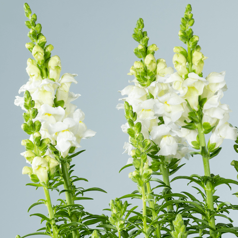 Schöne weiße Löwenmäulchenblüten mit grünen Blättern vor hellgrauem Hintergrund.