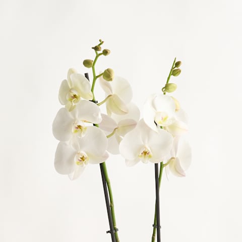 Eine Gruppe zarter, weißer Orchideenblüten mit gelber Mitte steht vor einem schlichten, hellen Hintergrund.