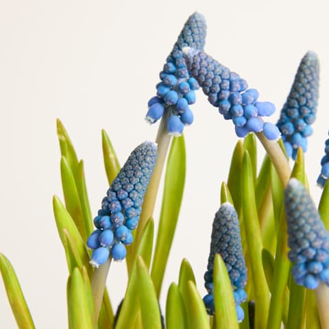 Leuchtend blaue Traubenhyazinthenblüten mit grünen Blättern vor einem schlichten Hintergrund.