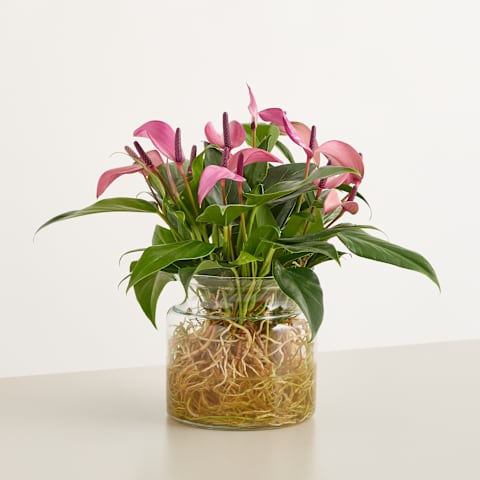 Ein Strauß leuchtend rosa Anthurienblüten in einer Glasvase, gehalten in den Händen einer Person vor einem schlichten weißen Hintergrund.