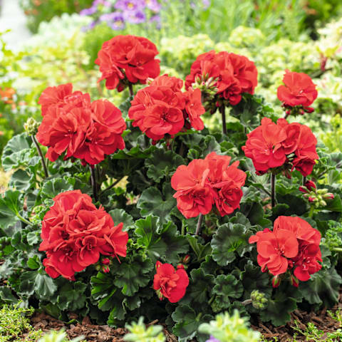 Leuchtend rote Geranienblüten blühen inmitten einer üppigen, grünen Gartenlandschaft.