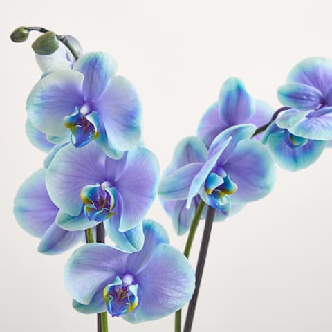 Eine Orchidee im Topf mit zarten blauen und weißen Blüten steht auf einer hellen Oberfläche vor einem schlichten weißen Hintergrund.