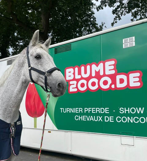 Im Vordergrund steht ein weißes Pferd mit Zaumzeug, im Hintergrund, umgeben von Bäumen, ein großer grüner Anhänger mit der Aufschrift „BLUME 2000.DE“.