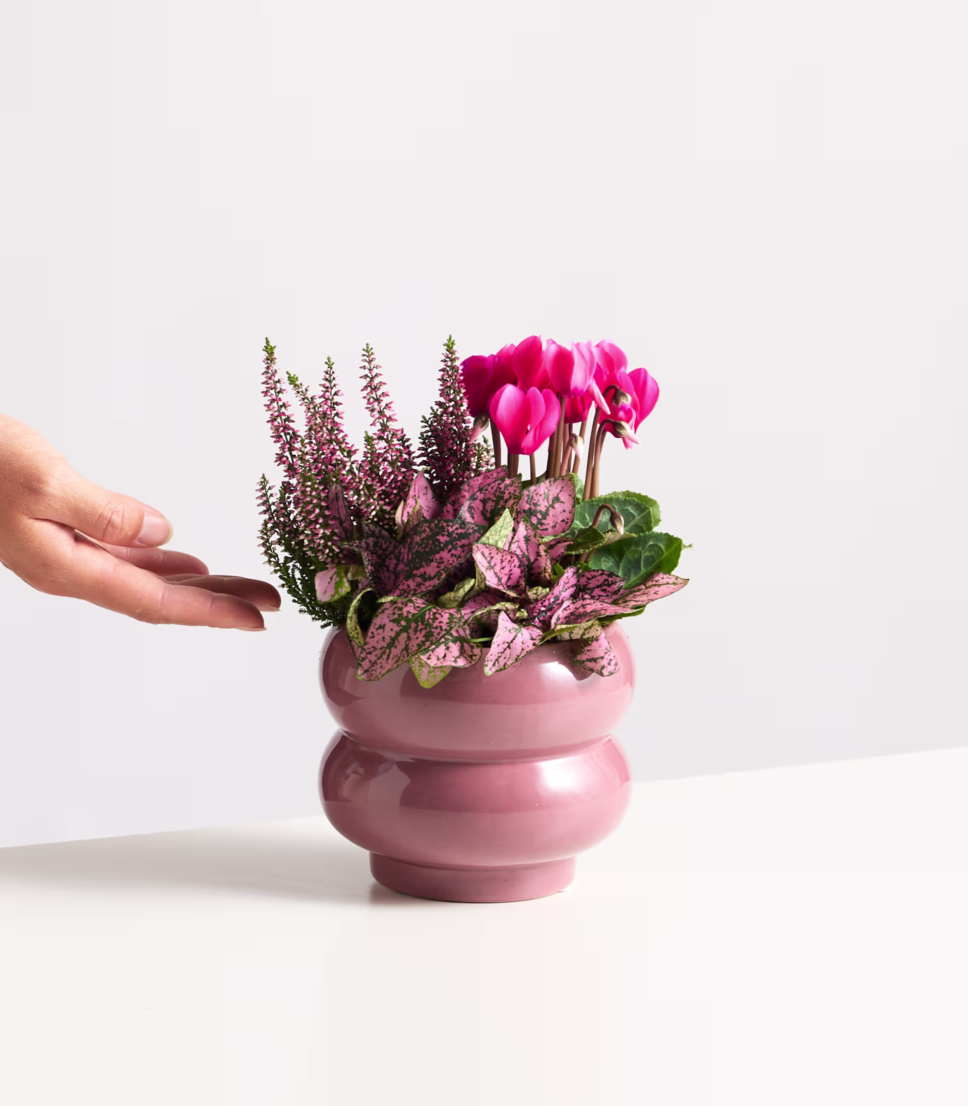 Eine Hand hält eine rosa Keramikvase, gefüllt mit leuchtend rosa Alpenveilchenblüten und lila Heidekraut vor einem schlichten weißen Hintergrund. (Beschreibungstext KI-generiert)