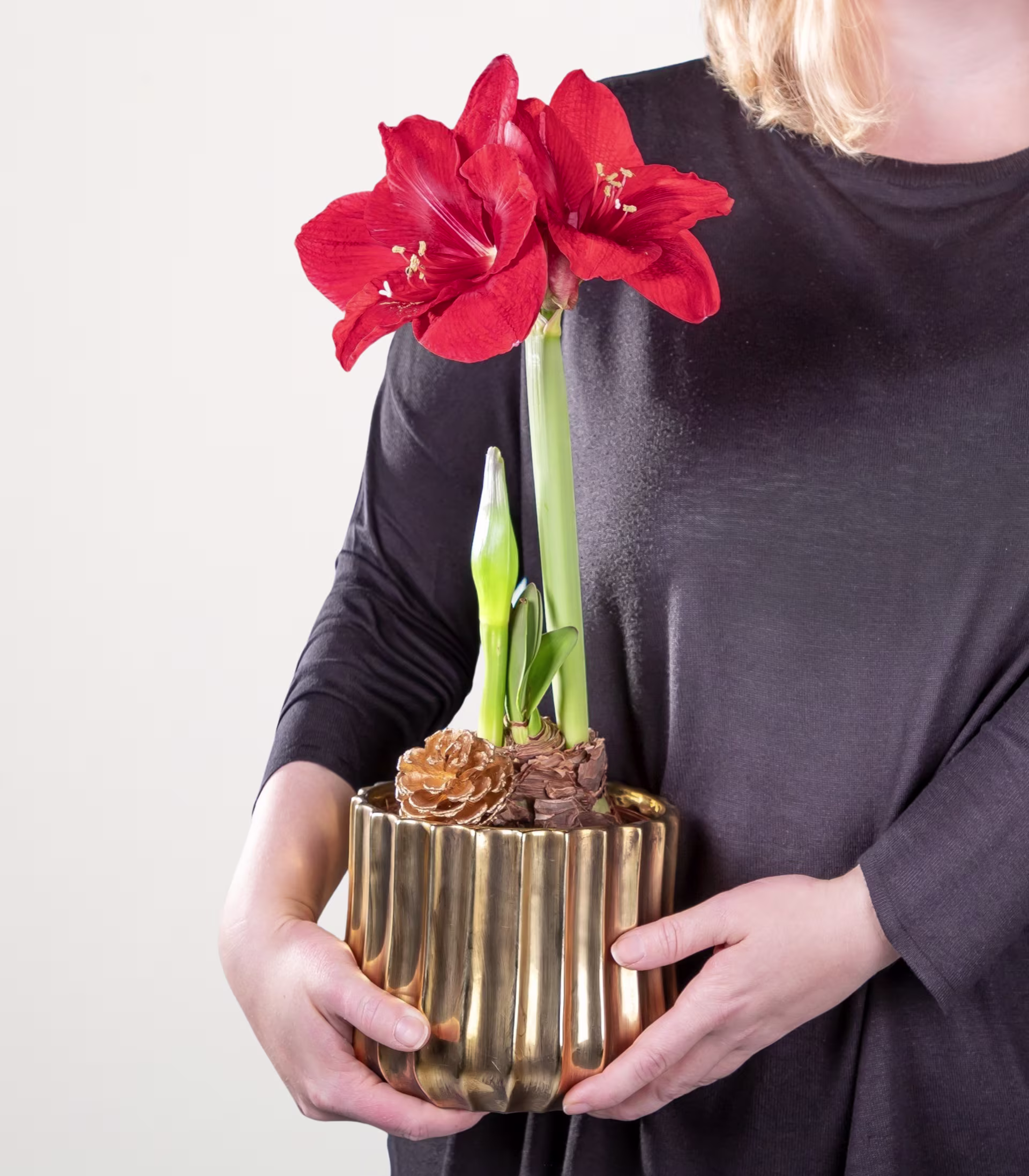Das Bild zeigt eine Person, die vor einem schlichten weißen Hintergrund eine rote Amaryllisblüte in einem goldfarbenen Keramiktopf hält. (Beschreibungstext KI-generiert)