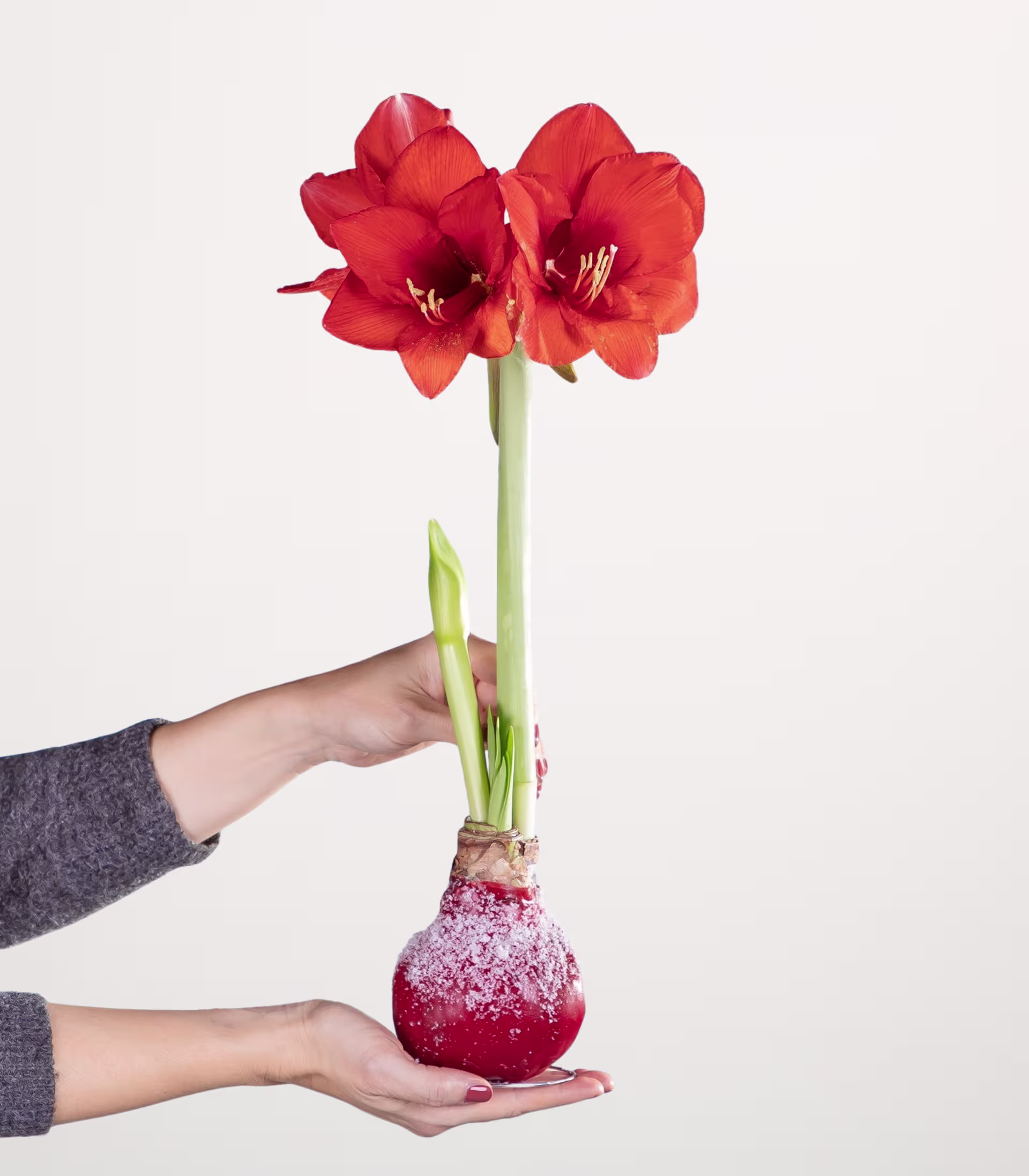 Das Bild zeigt eine Hand, die vor einem schlichten weißen Hintergrund eine rote Amaryllisblüte in einer Vase hält. (Beschreibungstext KI-generiert)