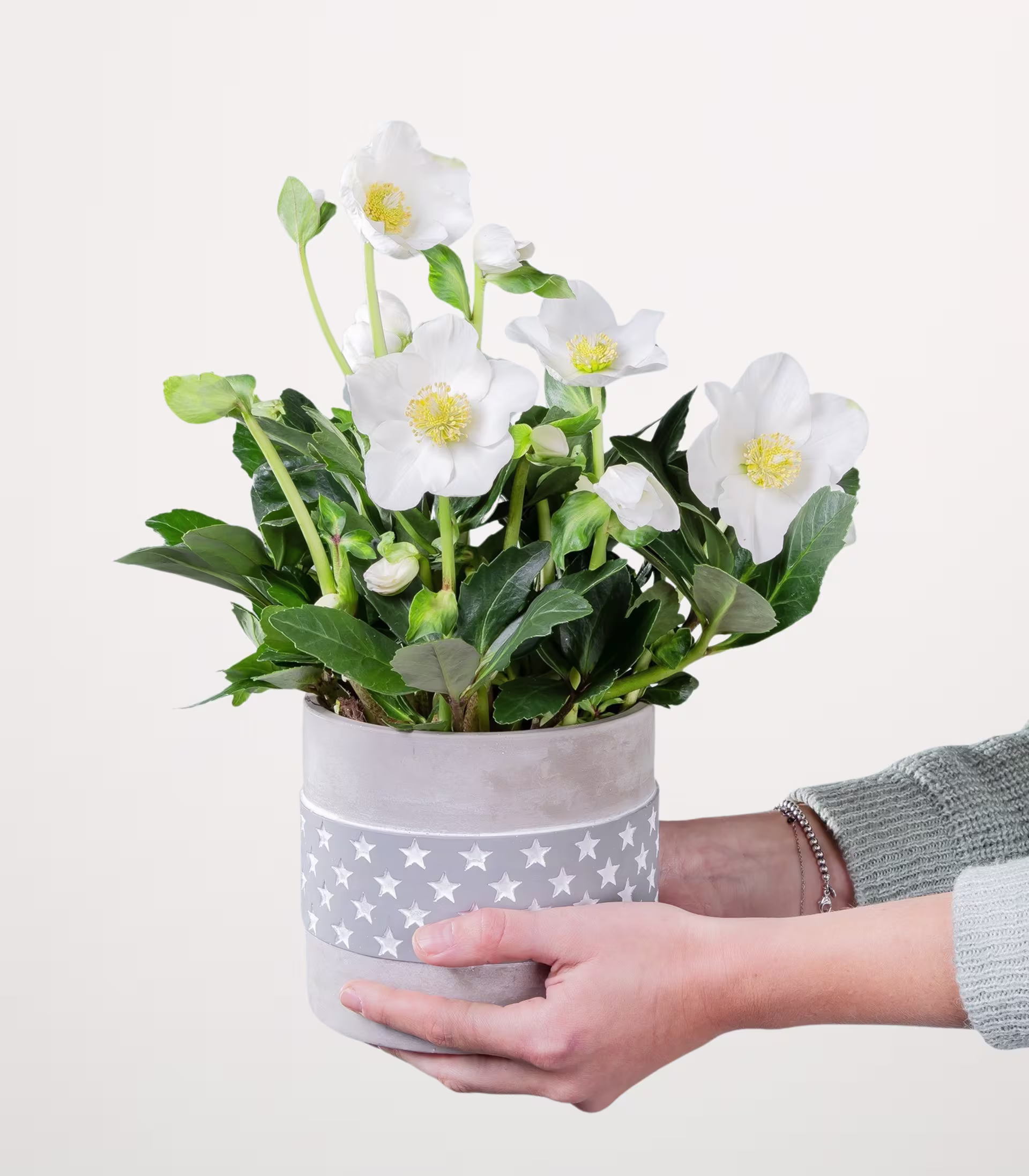 Ein Strauß weißer Blumen mit grünen Blättern steht in einem grau-weiß gemusterten Topf vor einem schlichten weißen Hintergrund. (Beschreibungstext KI-generiert)
