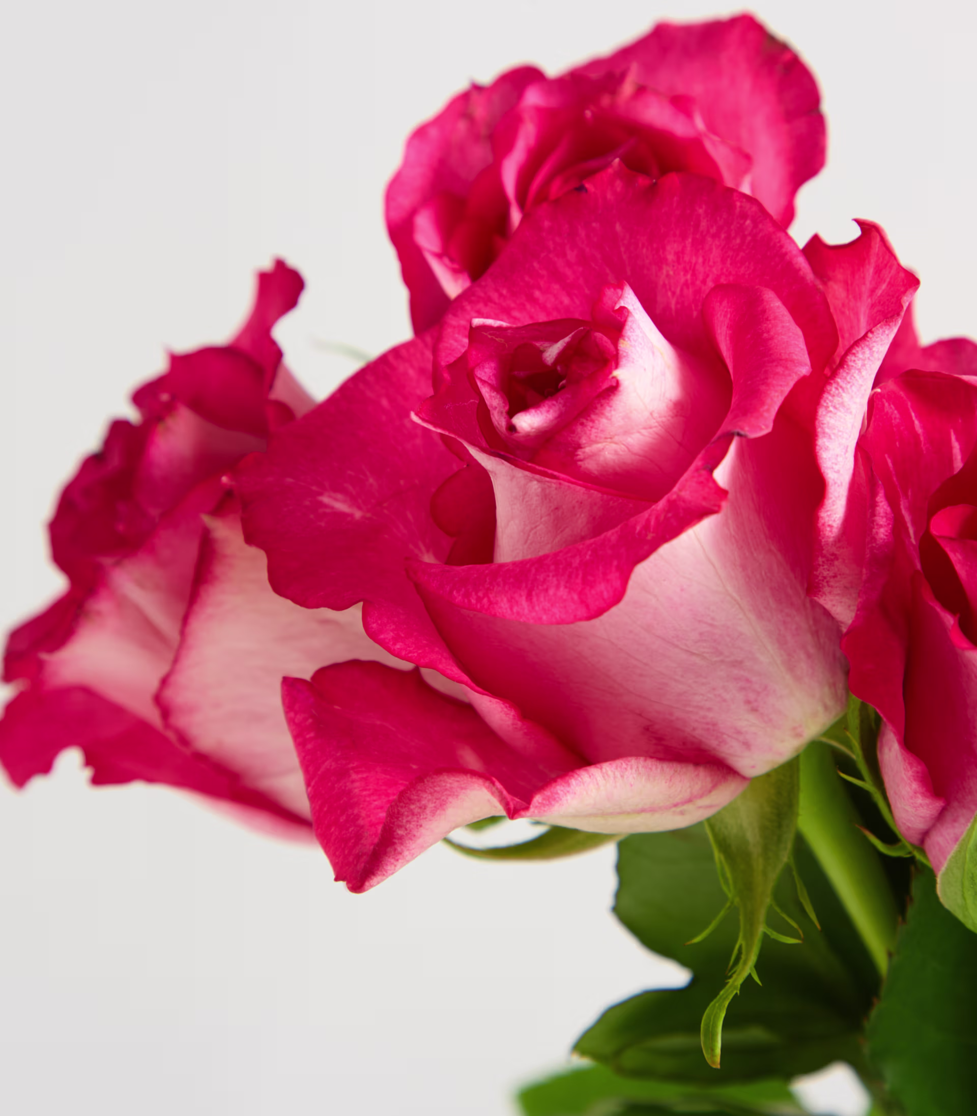 Eine leuchtende, tiefrosa Rose mit zarten Blütenblättern hebt sich von einem schlichten, hellen Hintergrund ab. (Beschreibungstext KI-generiert)