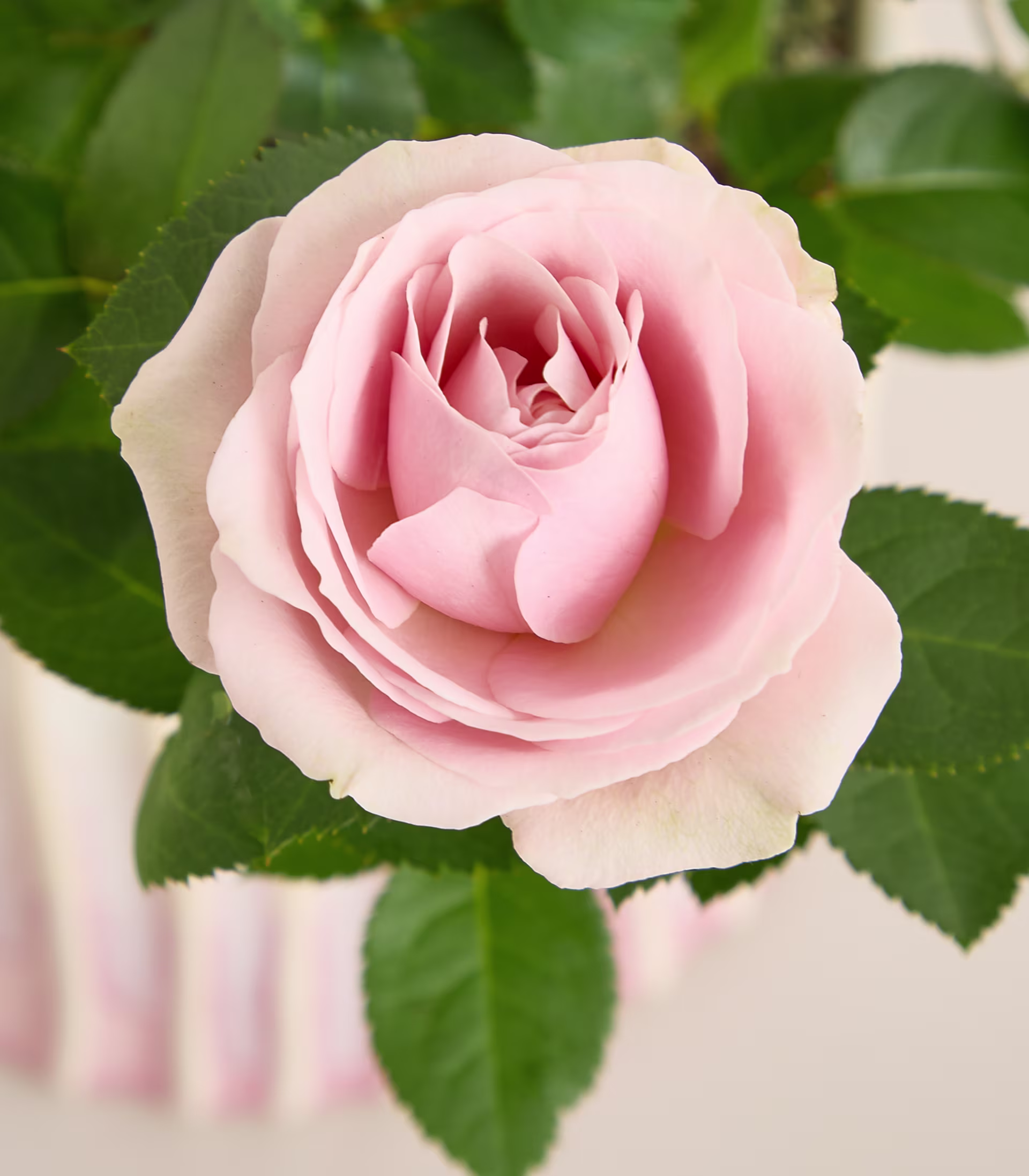 Eine zarte, blassrosa Rose in voller Blüte, umgeben von üppigen grünen Blättern vor einem unscharfen natürlichen Hintergrund. (Beschreibungstext KI-generiert)