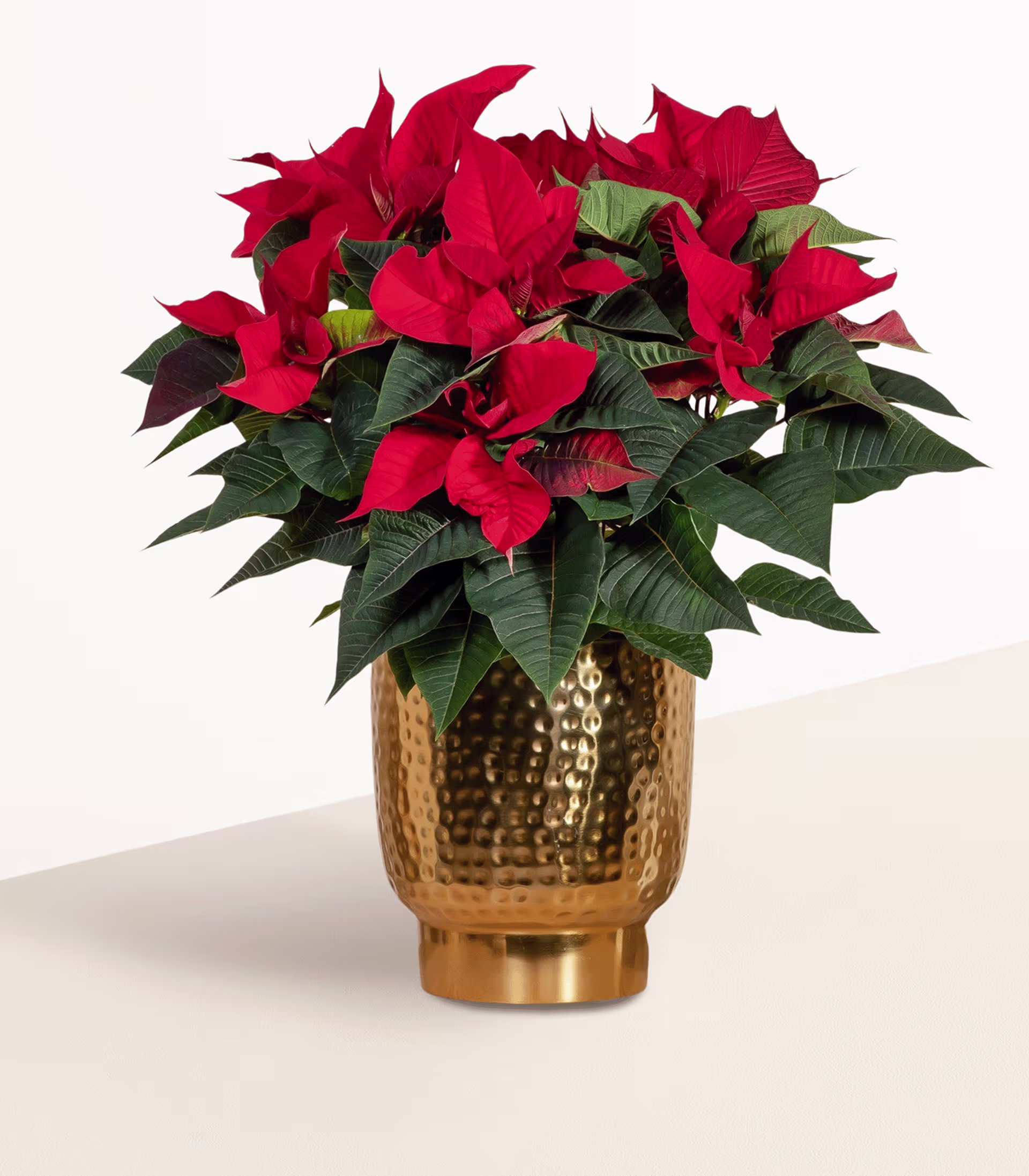 Ein farbenfroher Strauß roter Weihnachtssterne steht in einer goldenen Vase, umgeben von verschiedenen Dekorationselementen wie Miniaturhäusern und einer Hirschfigur auf einem Holztisch. (Beschreibungstext KI-generiert)