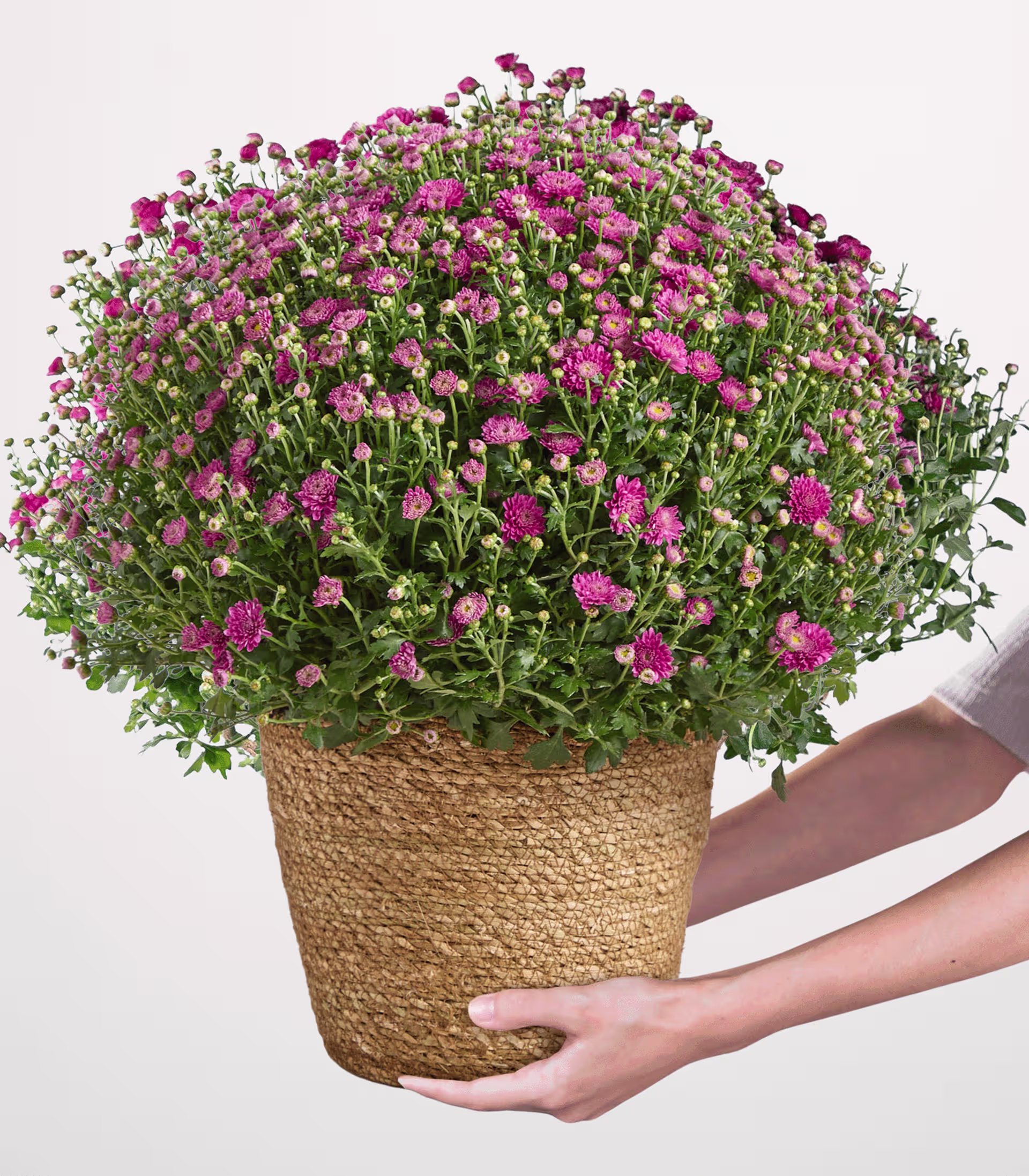 Eine lächelnde Person hält einen großen Strauß leuchtend rosa Blumen vor einem hellblauen Hintergrund. (Beschreibungstext KI-generiert)