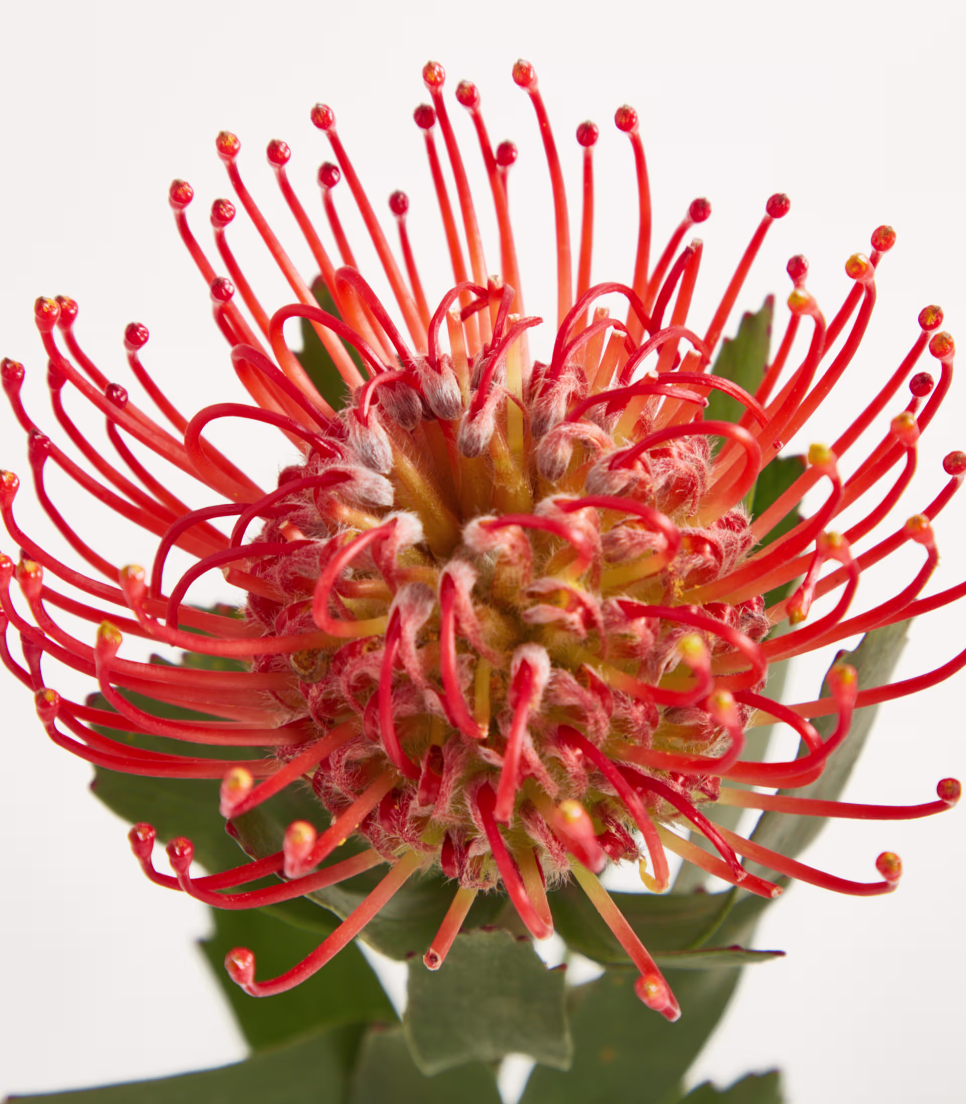 Eine weiße Keramikvase mit Spiralmuster hält einen Strauß leuchtend roter Protea-Blüten vor einem schlichten weißen Hintergrund. (Beschreibungstext KI-generiert)