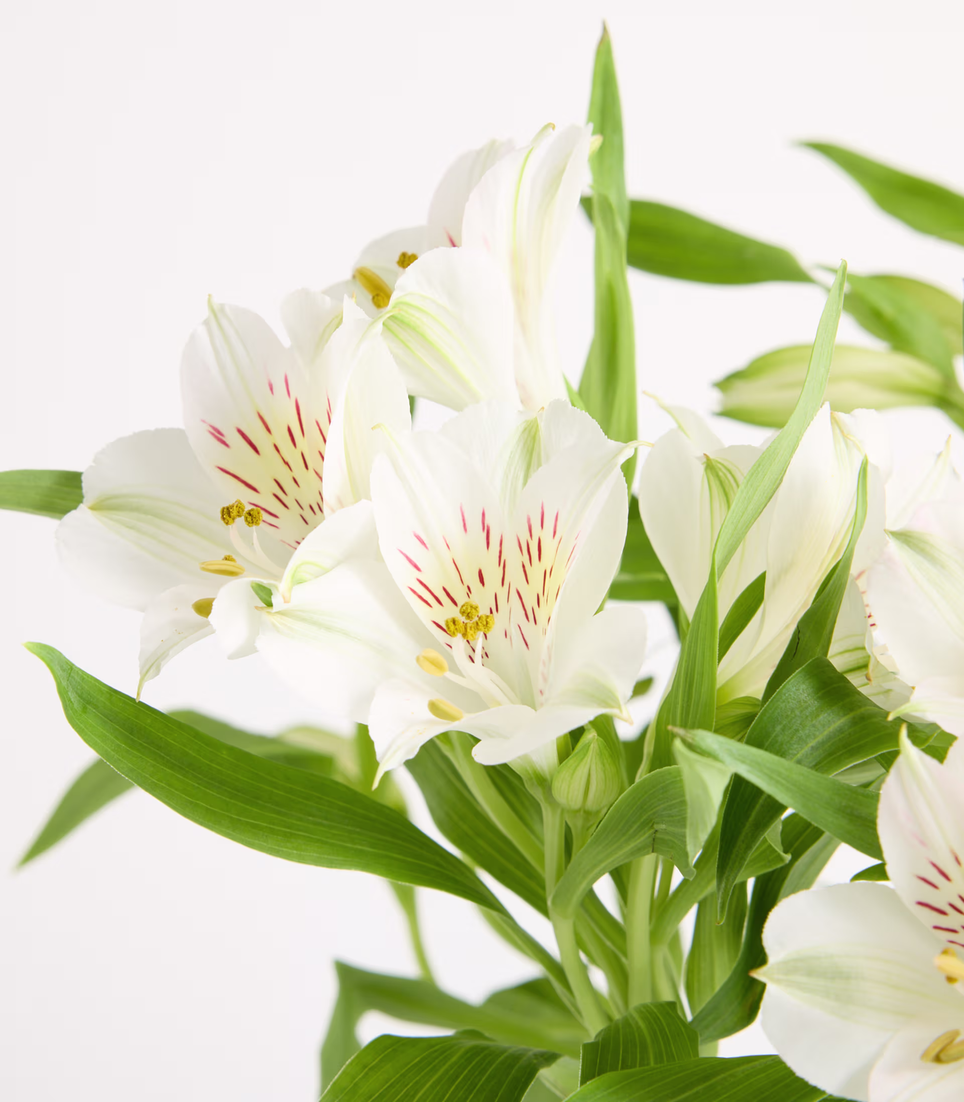 Eine durchsichtige Glasvase, gefüllt mit zarten weißen Blüten und üppigen grünen Blättern, steht auf einem schlichten weißen Hintergrund. (Beschreibungstext KI-generiert)