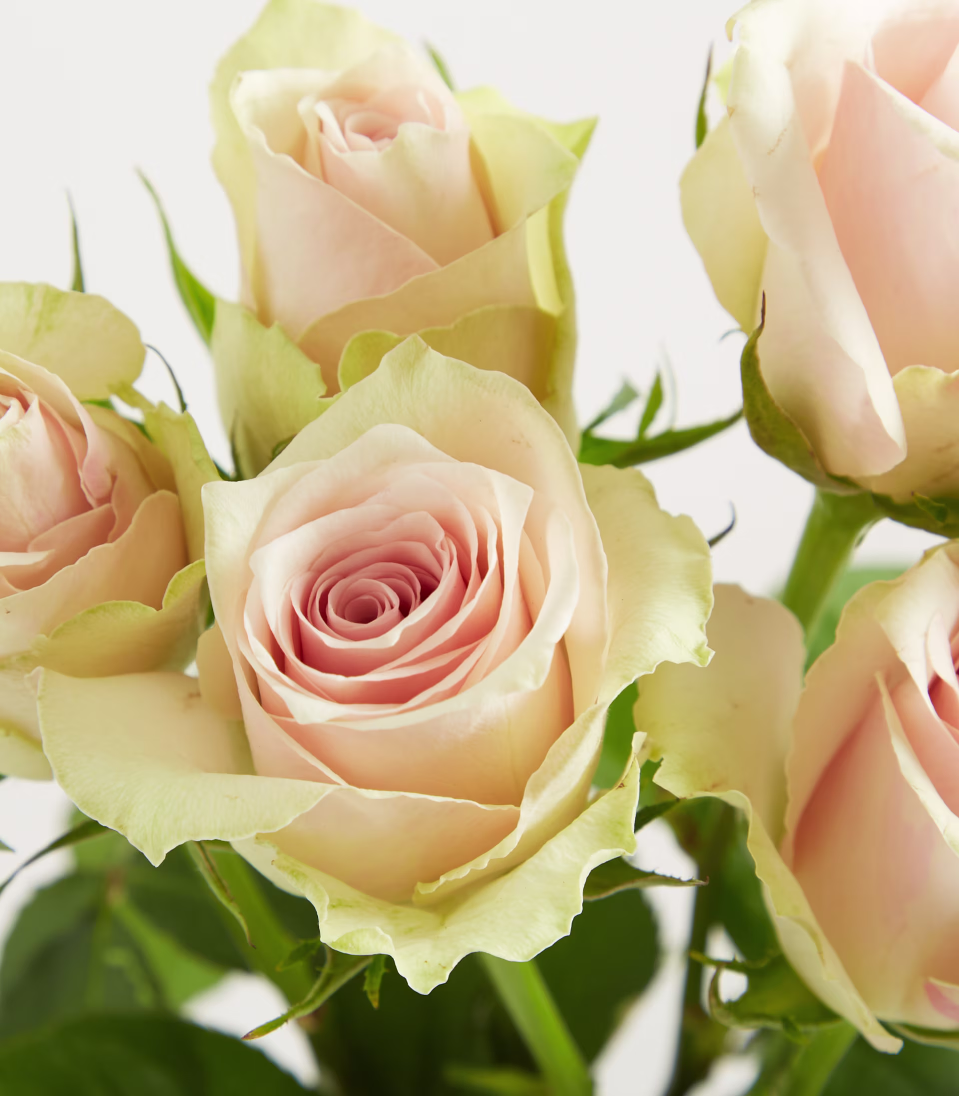 Ein Strauß zarter, blassrosa Rosen in einer klaren Glasvase steht vor einem schlichten weißen Hintergrund. (Beschreibungstext KI-generiert)