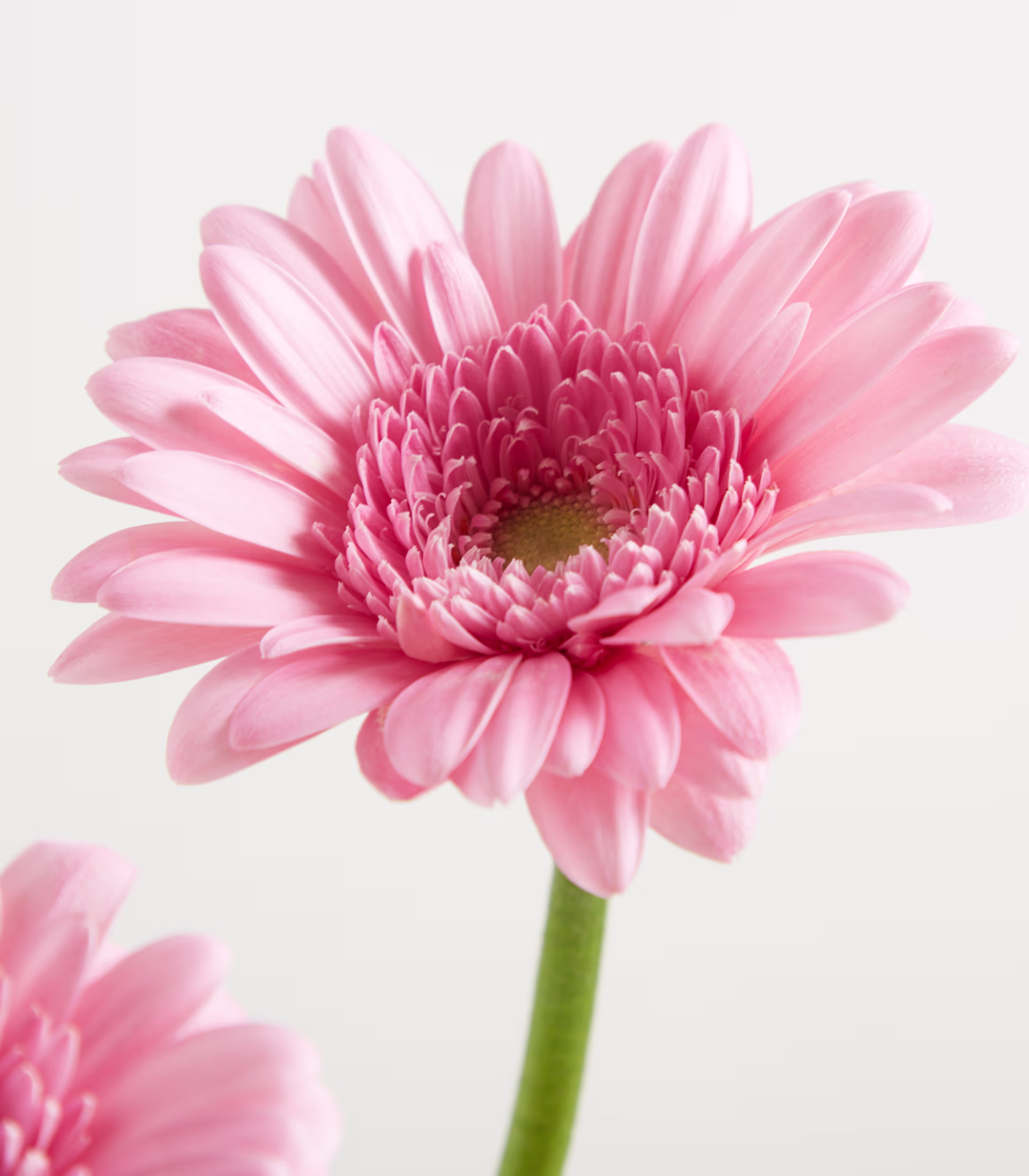 Ein Strauß leuchtend rosa Gerbera-Gänseblümchen steht in einer klaren Glasvase vor einem schlichten weißen Hintergrund. (Beschreibungstext KI-generiert)