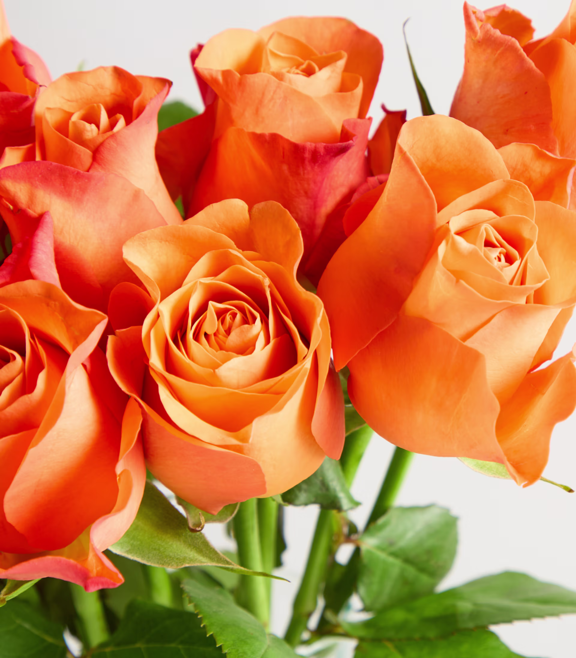 Ein Strauß leuchtend orangefarbener Rosen in einer Glasvase vor einem schlichten weißen Hintergrund. (Beschreibungstext KI-generiert)
