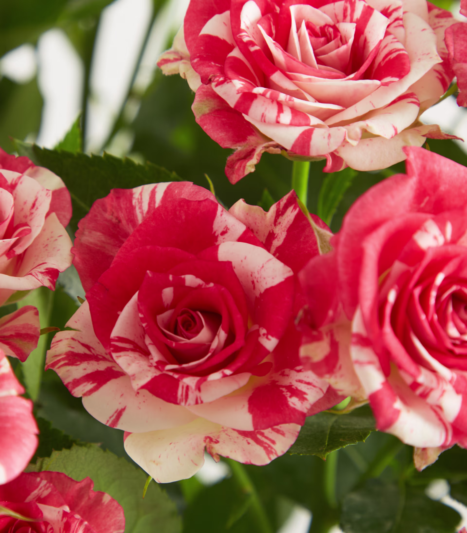 Ein Strauß leuchtend roter und rosa Rosen in einer Glasvase steht auf einem schlichten weißen Hintergrund. (Beschreibungstext KI-generiert)
