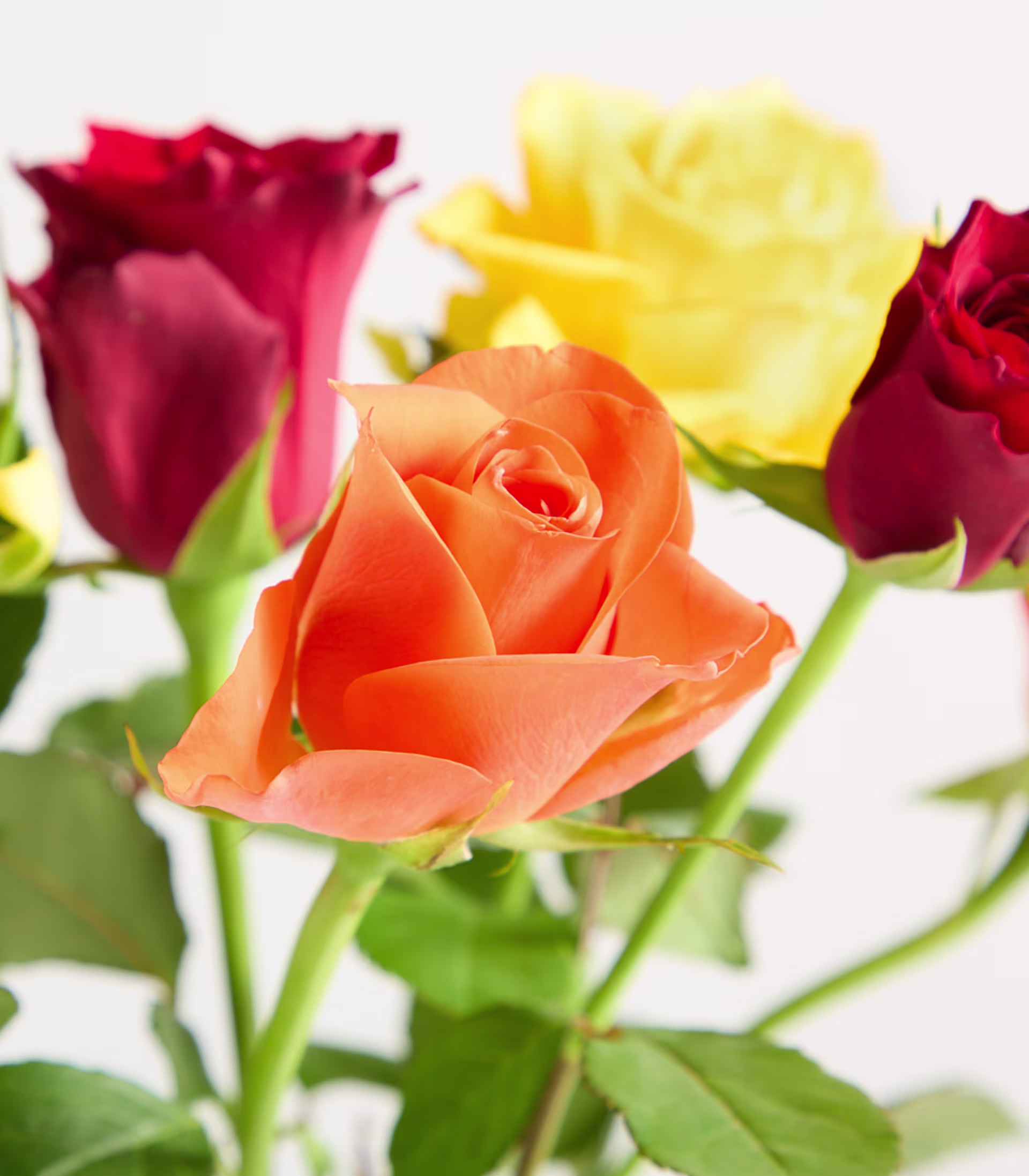 Ein Strauß leuchtender Rosen in verschiedenen Rot-, Gelb- und Orangetönen wird in einer Glasvase vor einem schlichten weißen Hintergrund präsentiert. (Beschreibungstext KI-generiert)