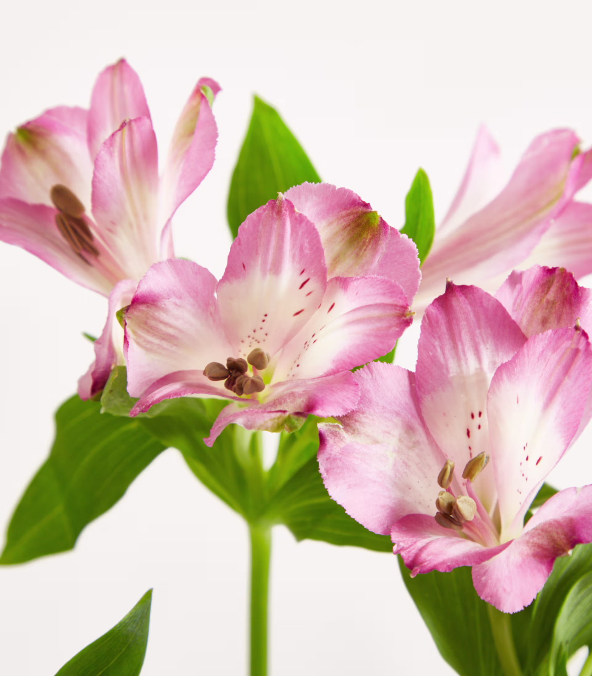 Ein Strauß zarter rosa und weißer Blumen in einer Glasvase steht auf einem schlichten weißen Hintergrund. (Beschreibungstext KI-generiert)